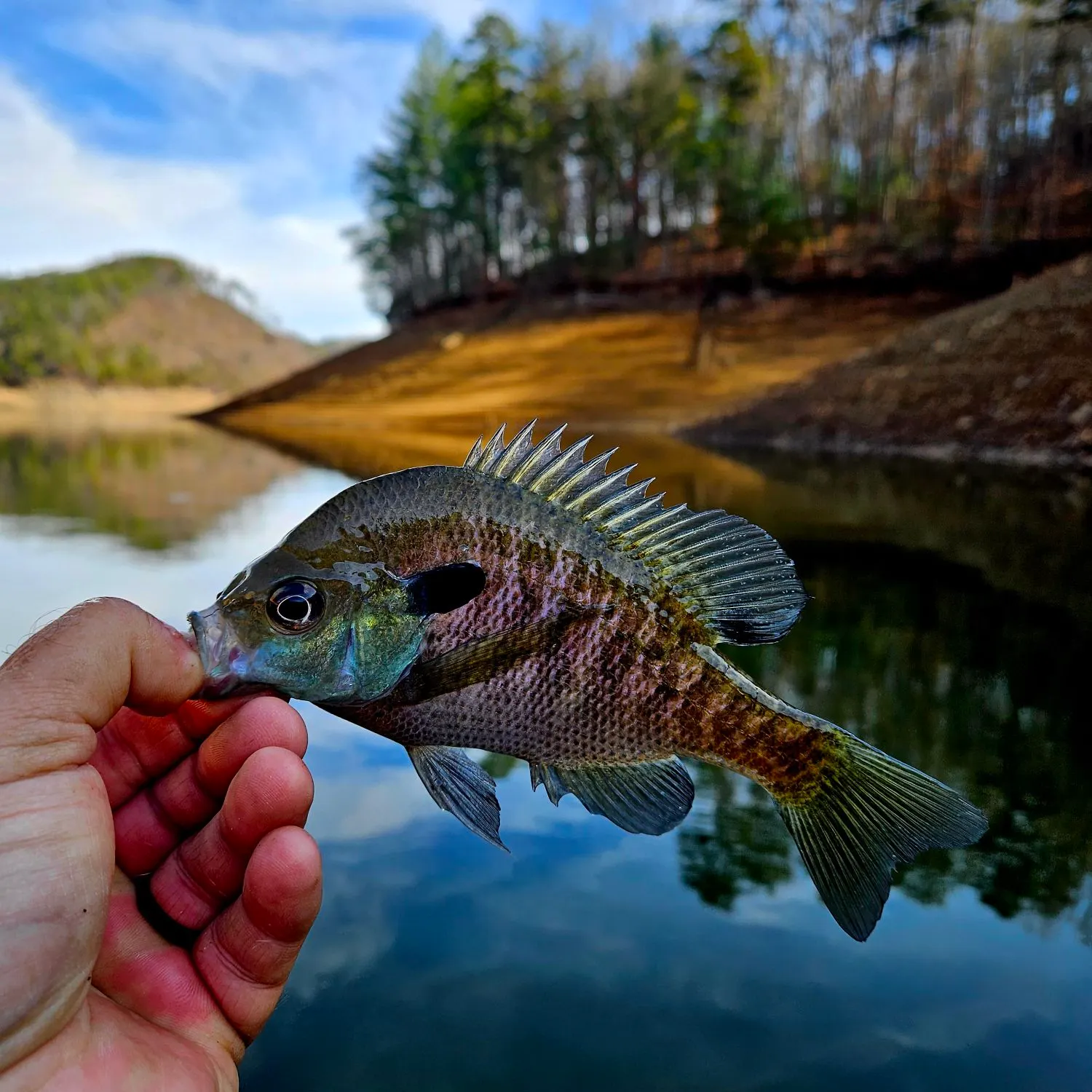 The most recent Bluegill catches on Fishbrain