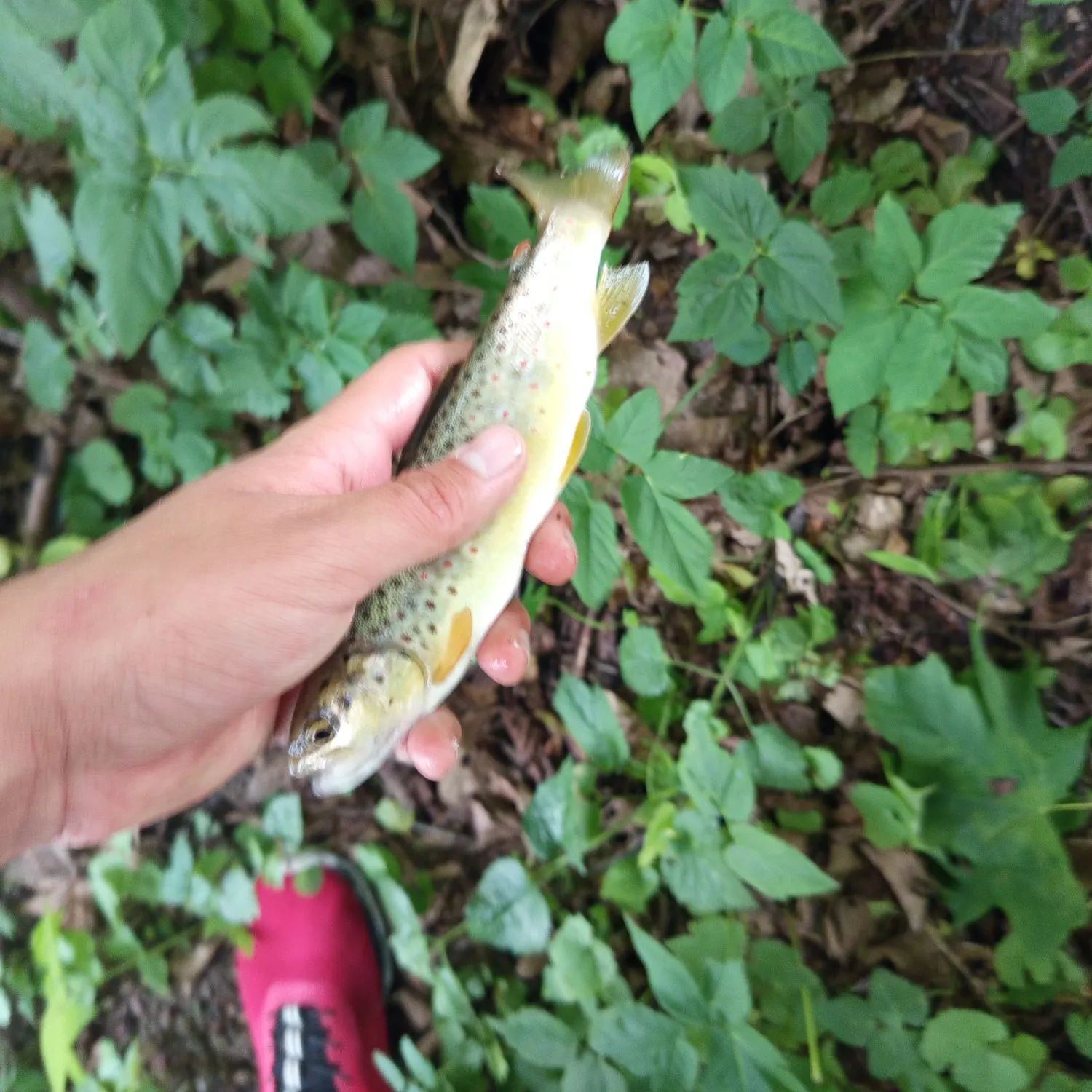 The most recent Sevan trout catches on Fishbrain