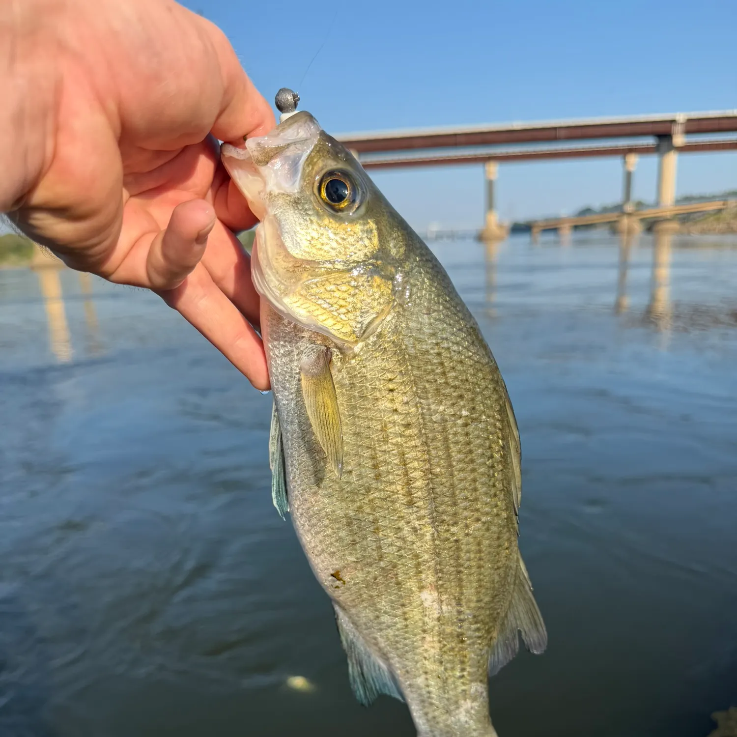 White bass caught on Fishbrain