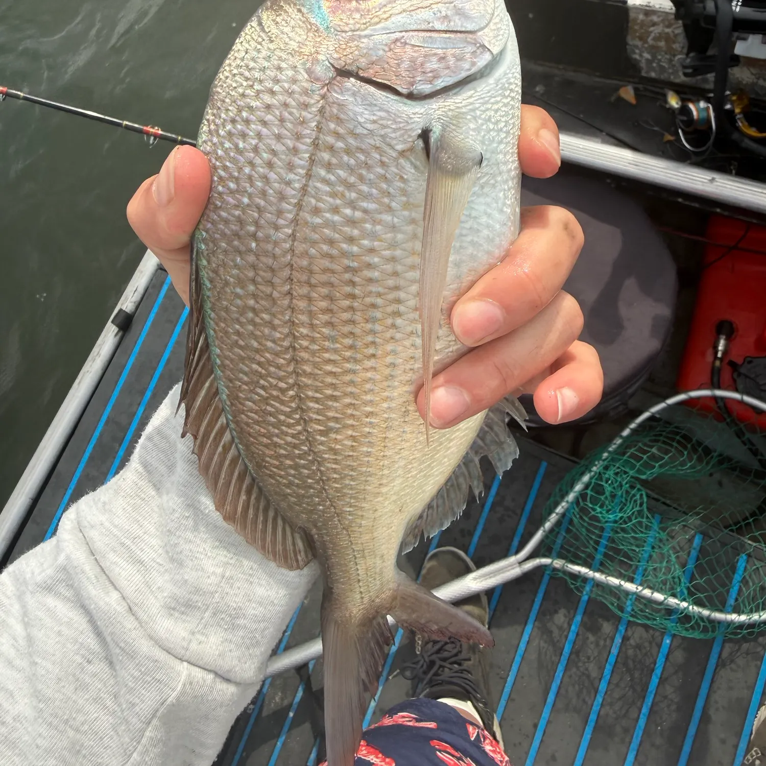 Scup caught on Fishbrain