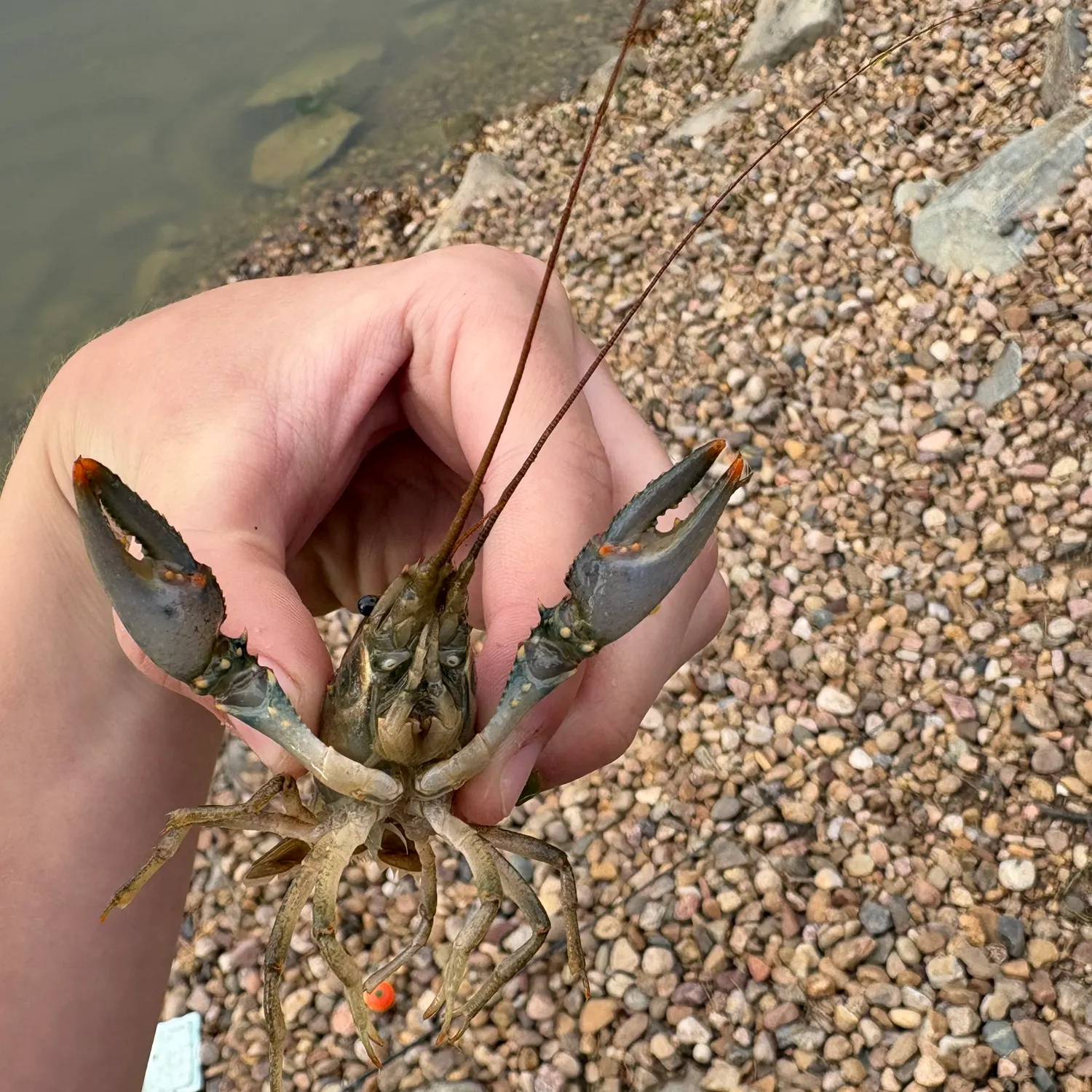 The most recent Signal crayfish catches on Fishbrain