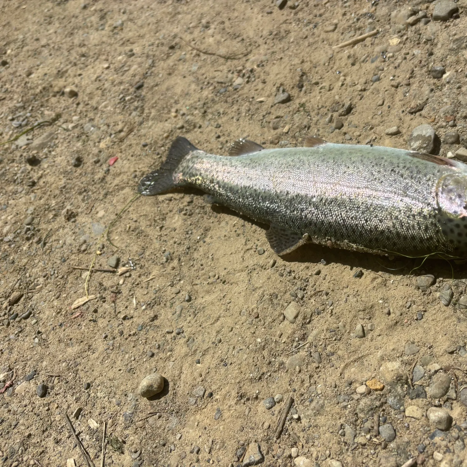 angler catch