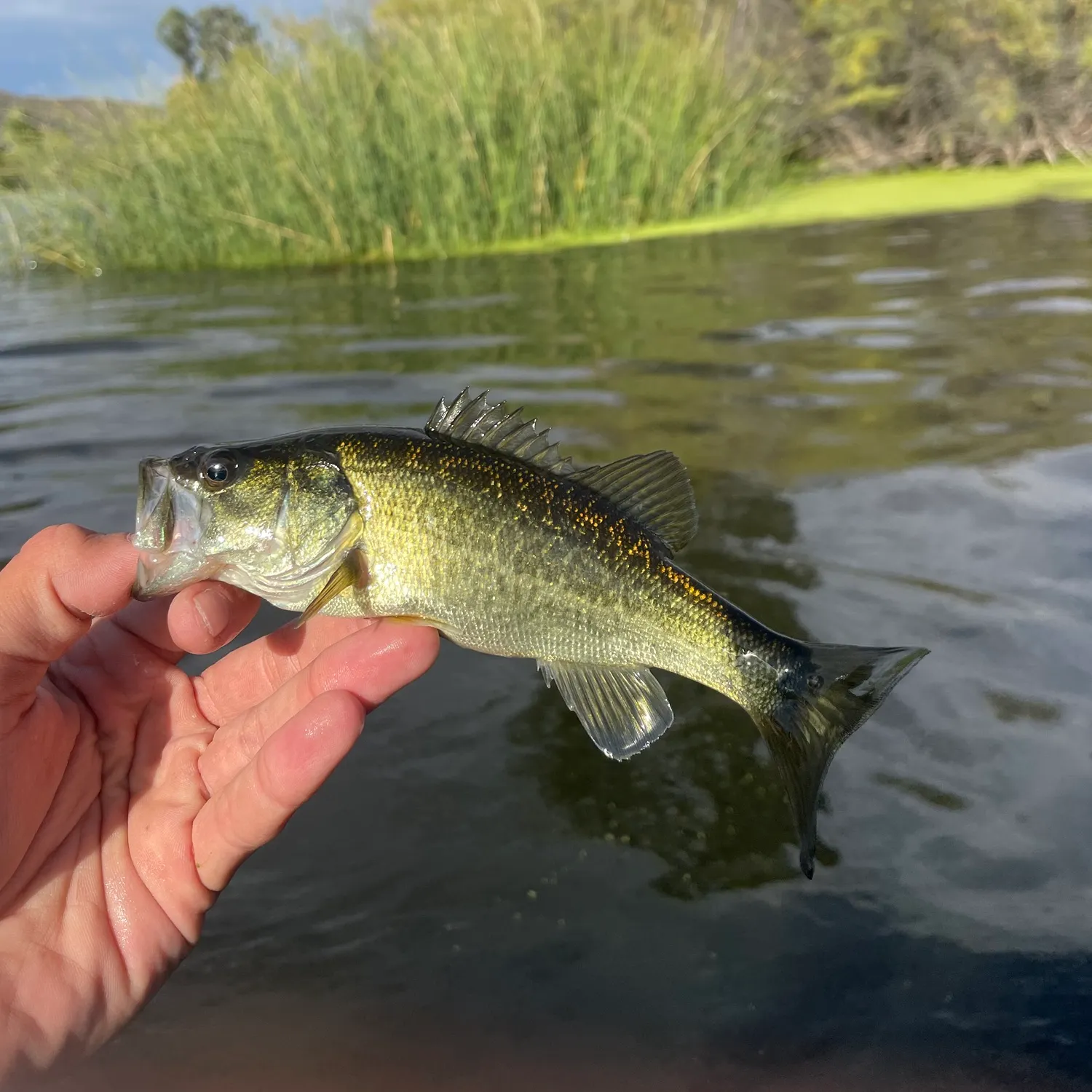 Largemouth bass caught on Fishbrain