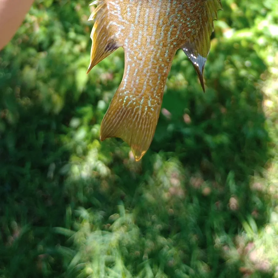 Green sunfish caught on Fishbrain
