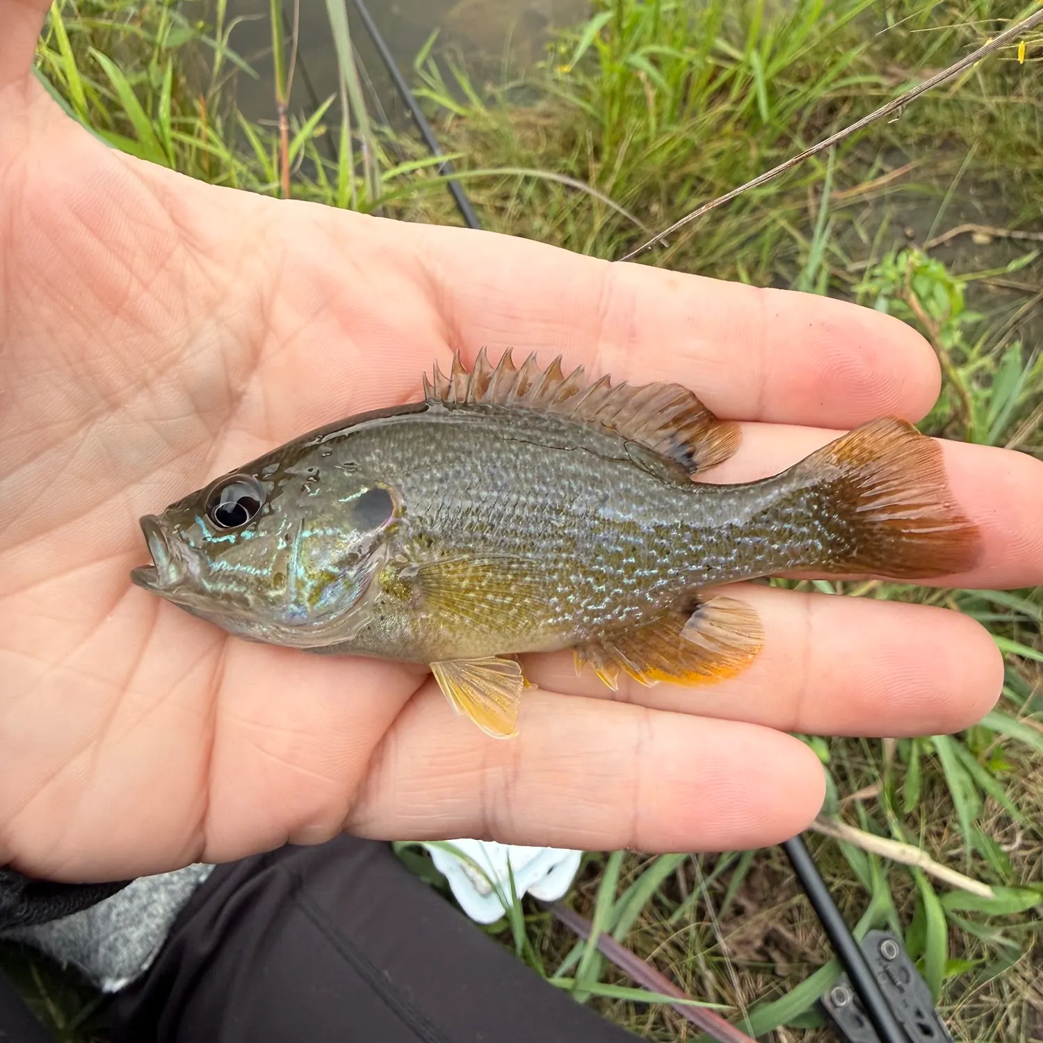 Green sunfish caught on Fishbrain