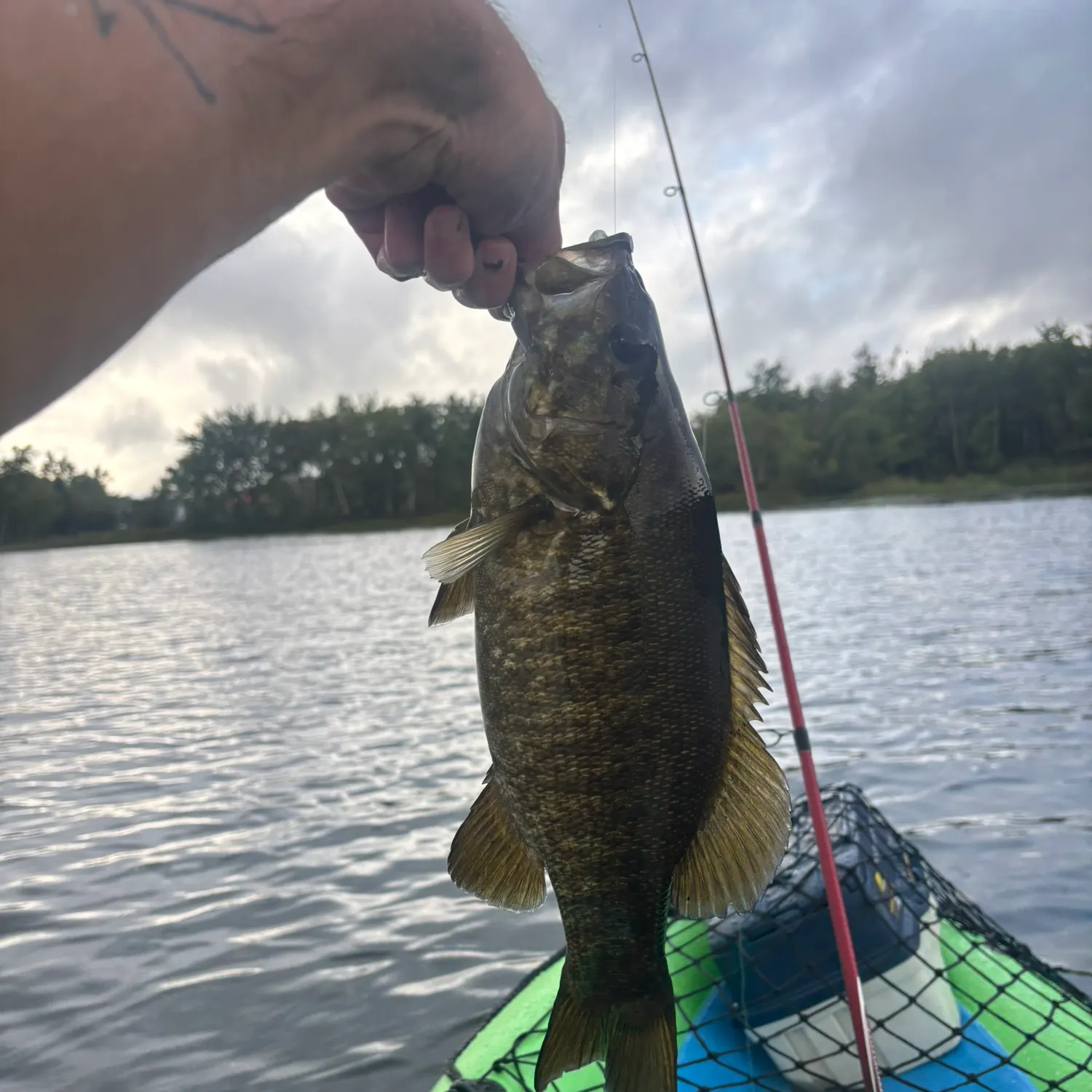 Smallmouth bass caught on Fishbrain
