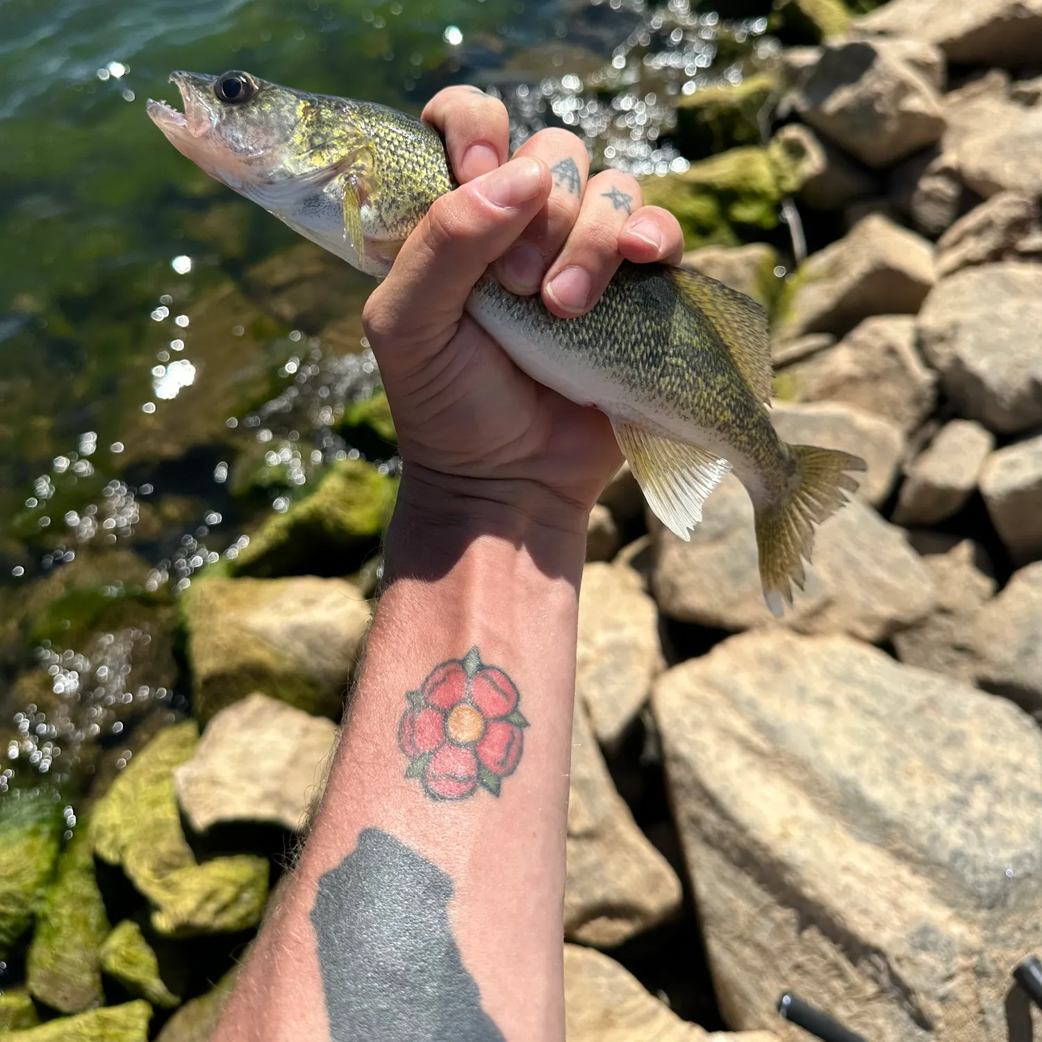 Walleye caught on Fishbrain