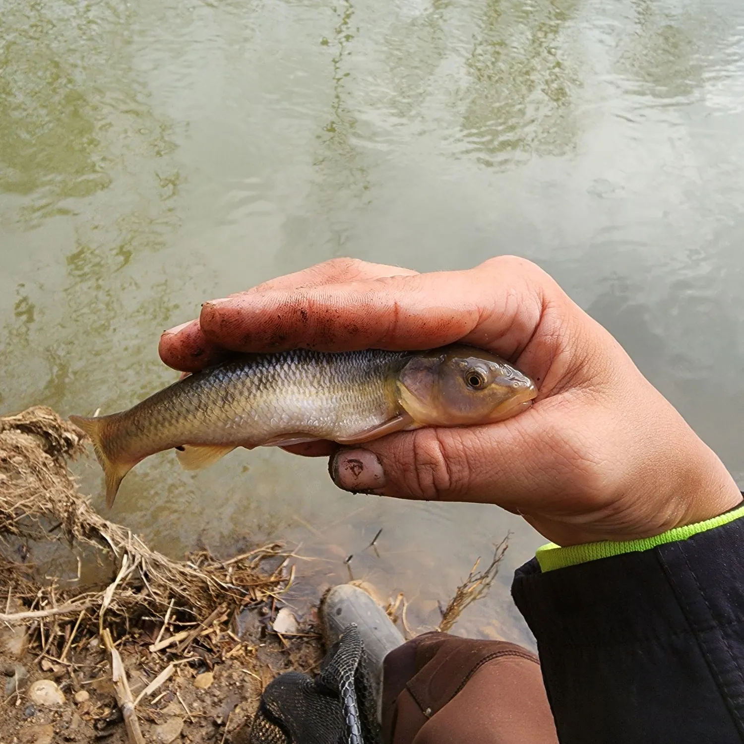 The most recent Creek chub catches on Fishbrain