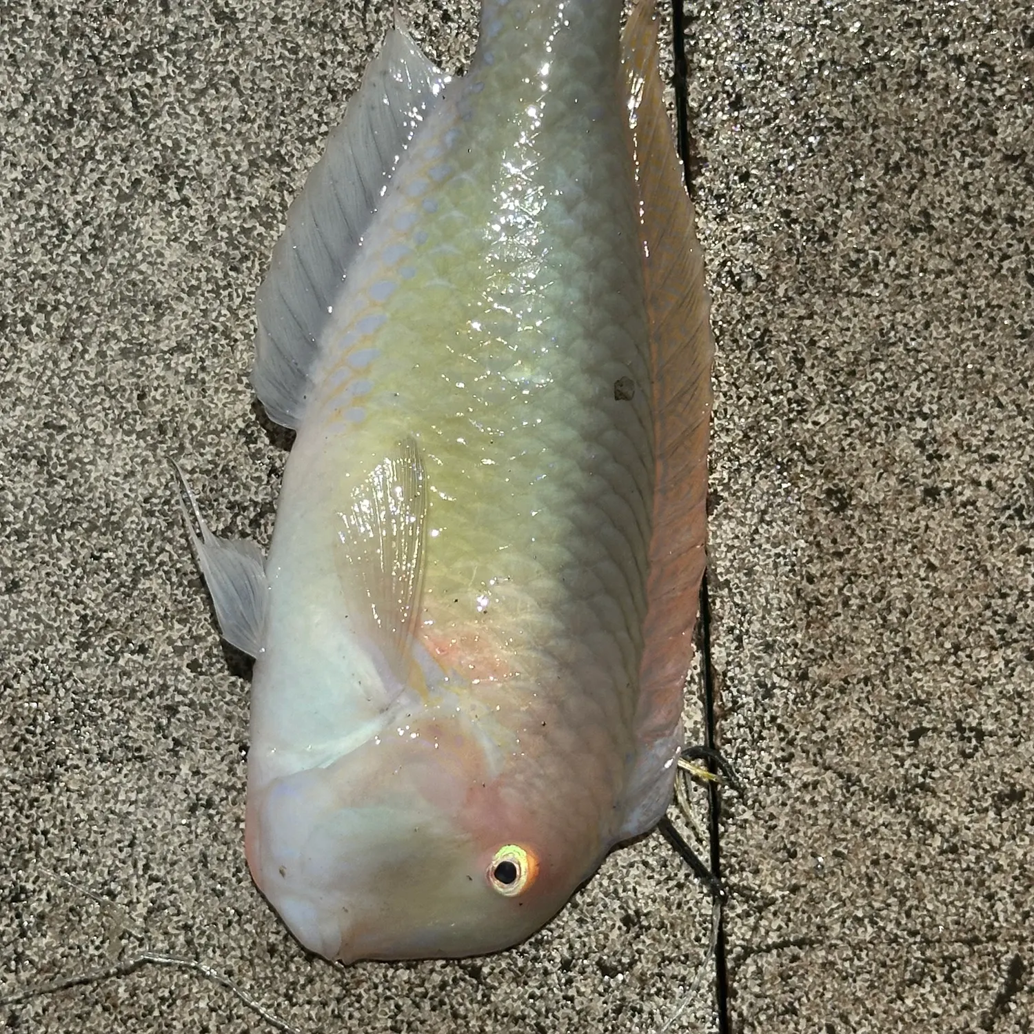 The most recent Common parrotfish catches on Fishbrain