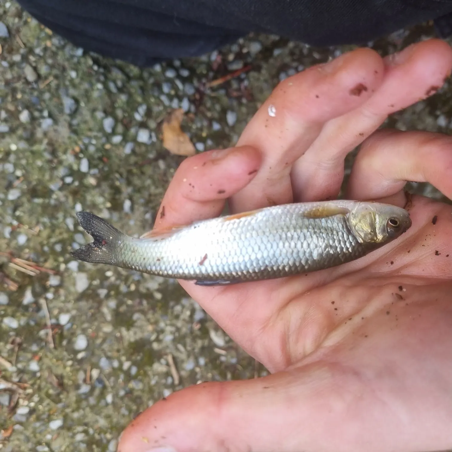 Common roach caught on Fishbrain