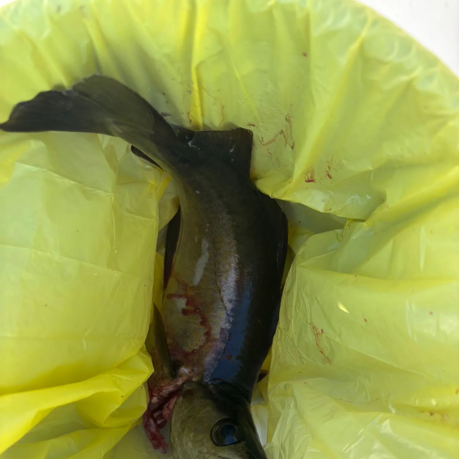 Pollack caught on Fishbrain