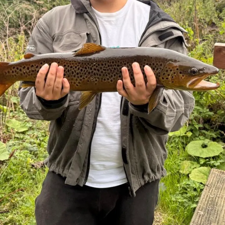 Brown trout caught on Fishbrain
