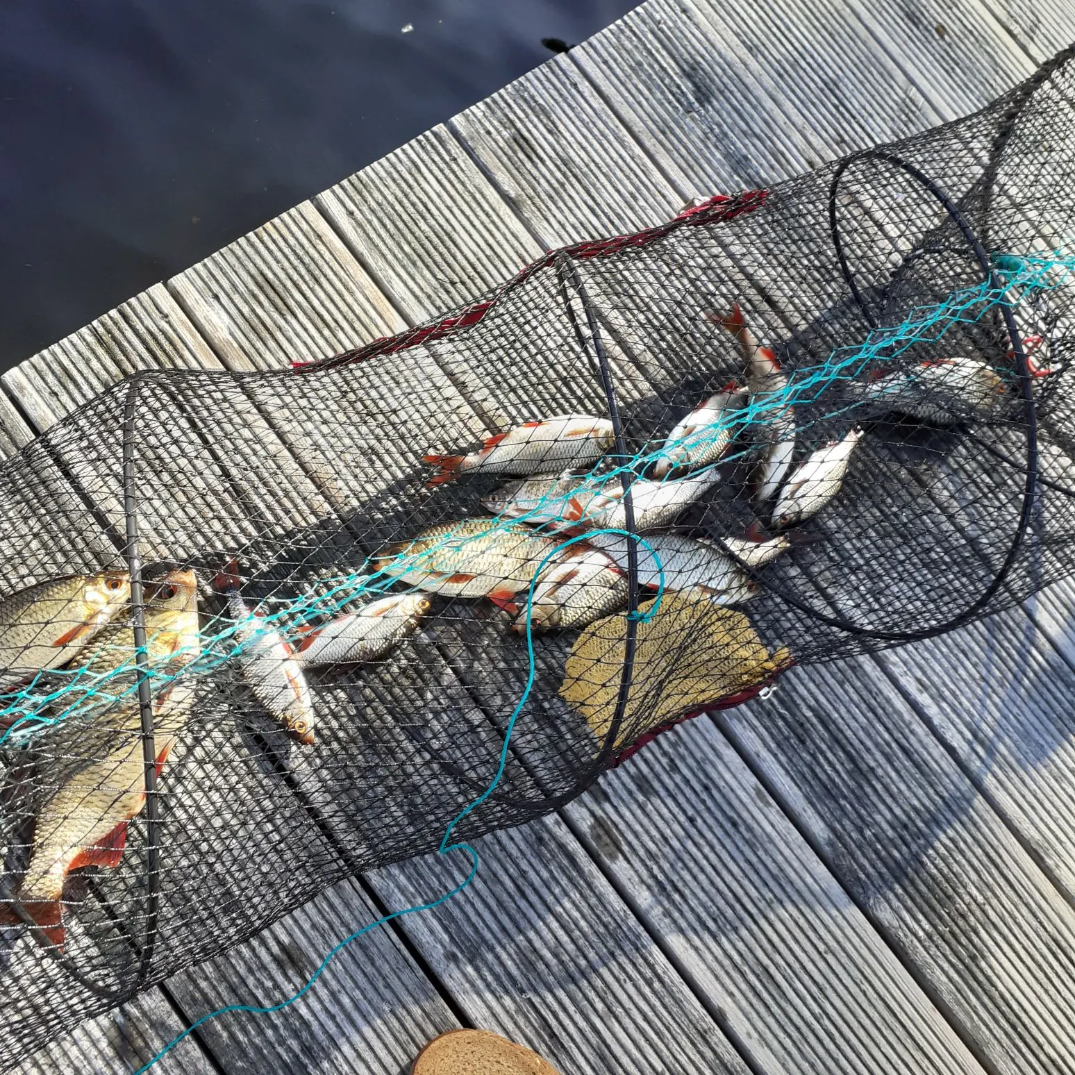 The most recent Common rudd catches on Fishbrain