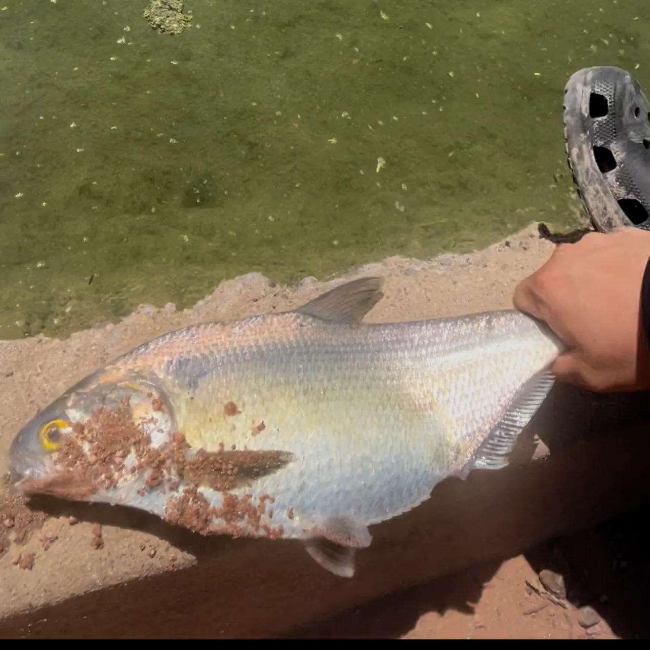 Mooneye caught on Fishbrain