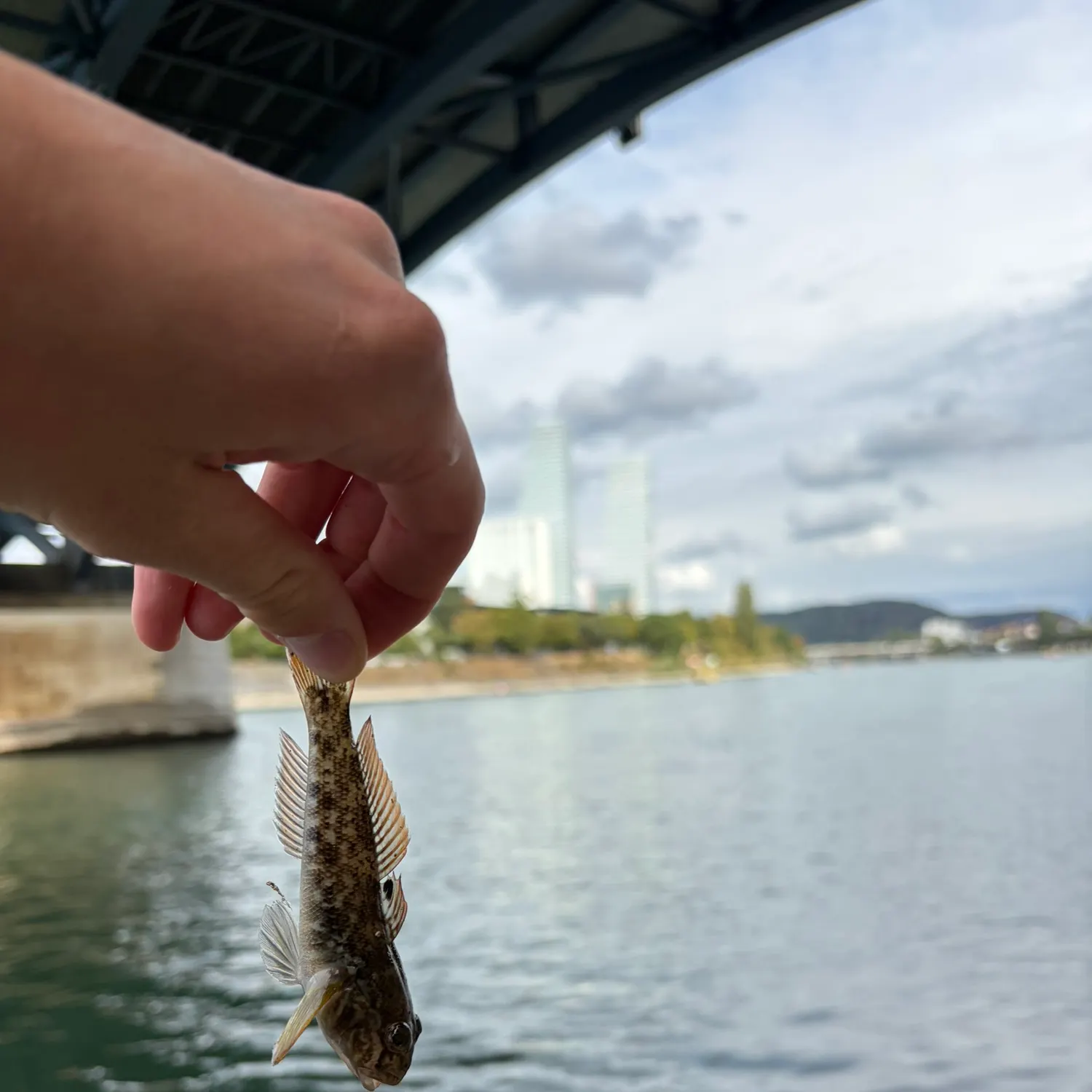 Round goby caught on Fishbrain