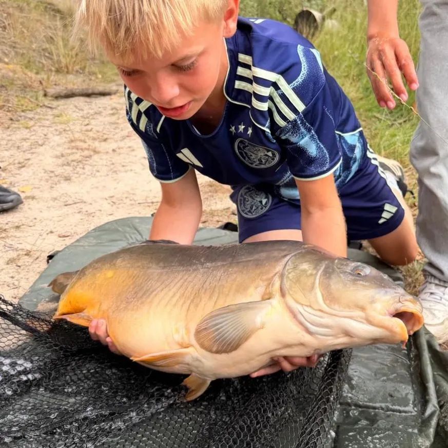 Leather carp caught on Fishbrain