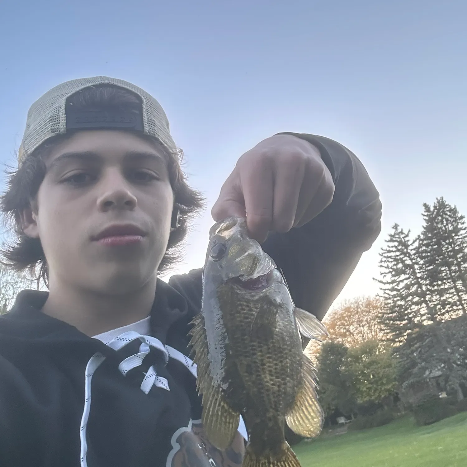 Rock bass caught on Fishbrain