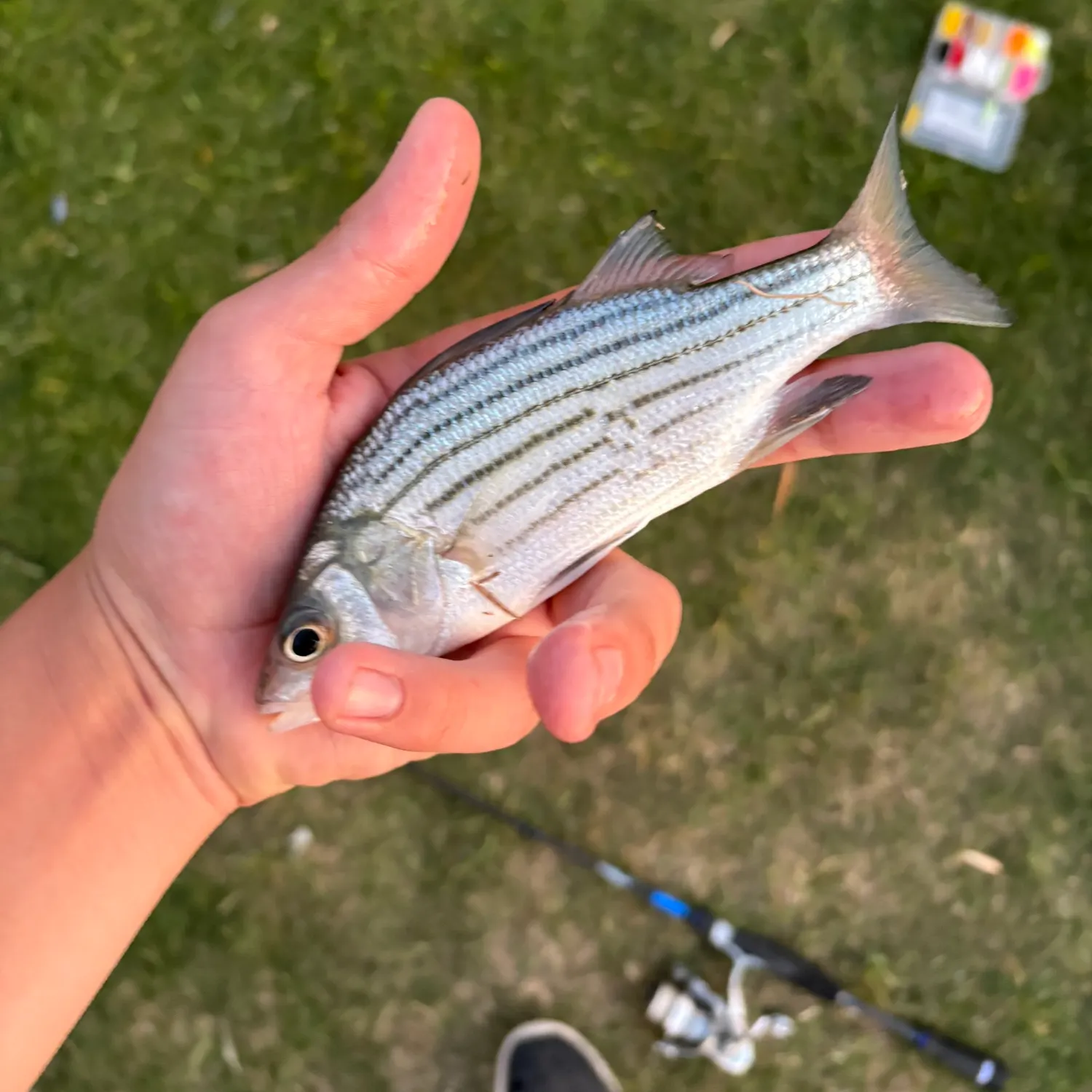 The most recent Yellow bass catches on Fishbrain