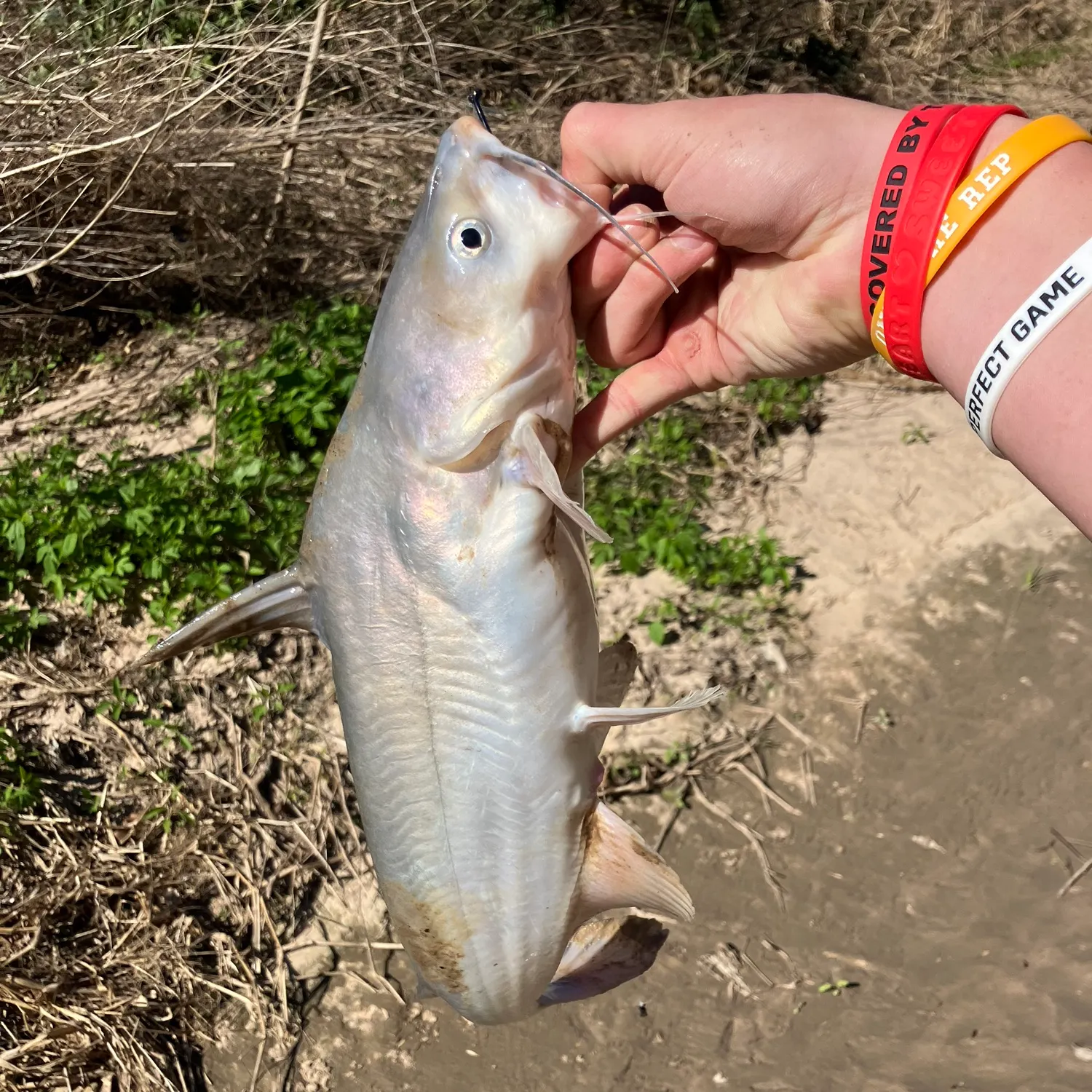 The most recent Blue catfish catches on Fishbrain