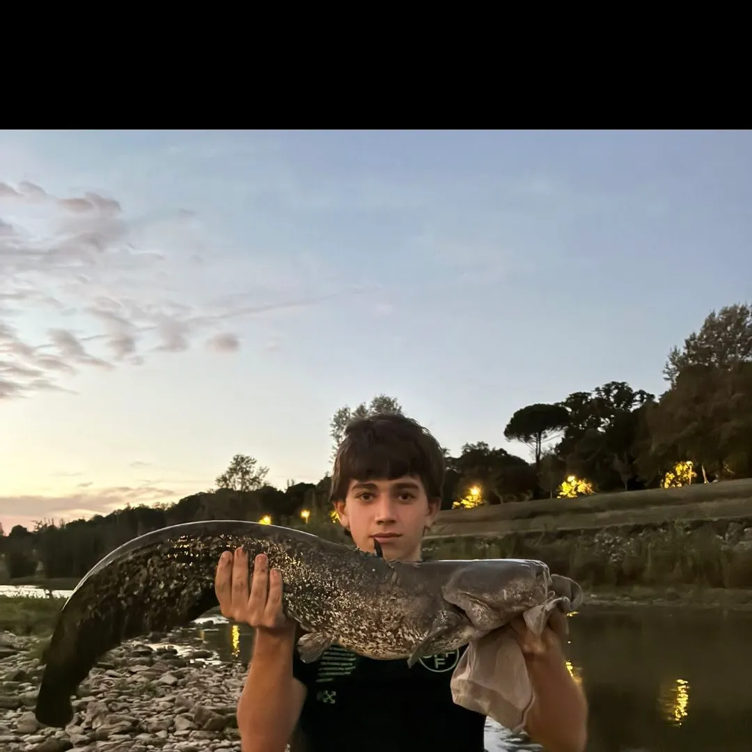 The most recent Wels catfish catches on Fishbrain