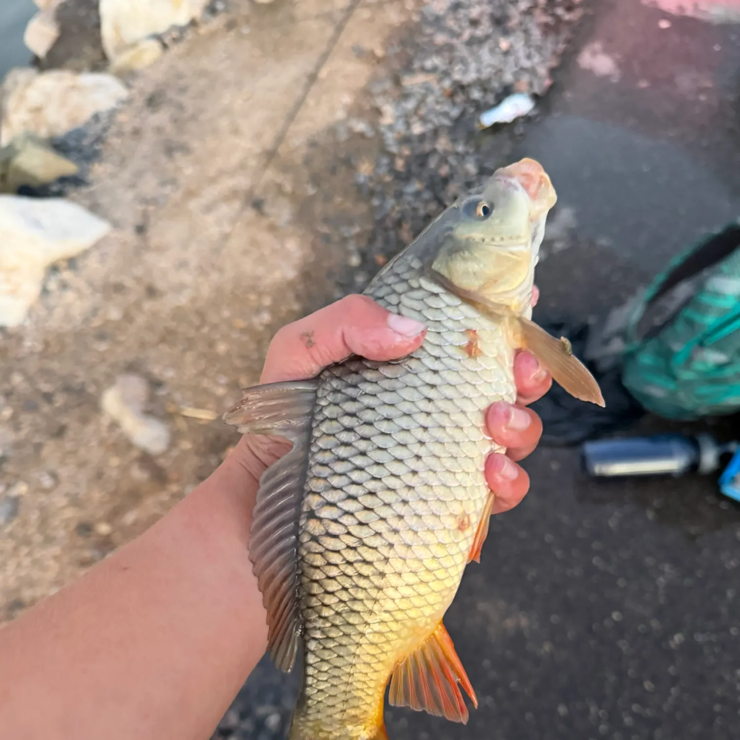 Fish caught on Fishbrain