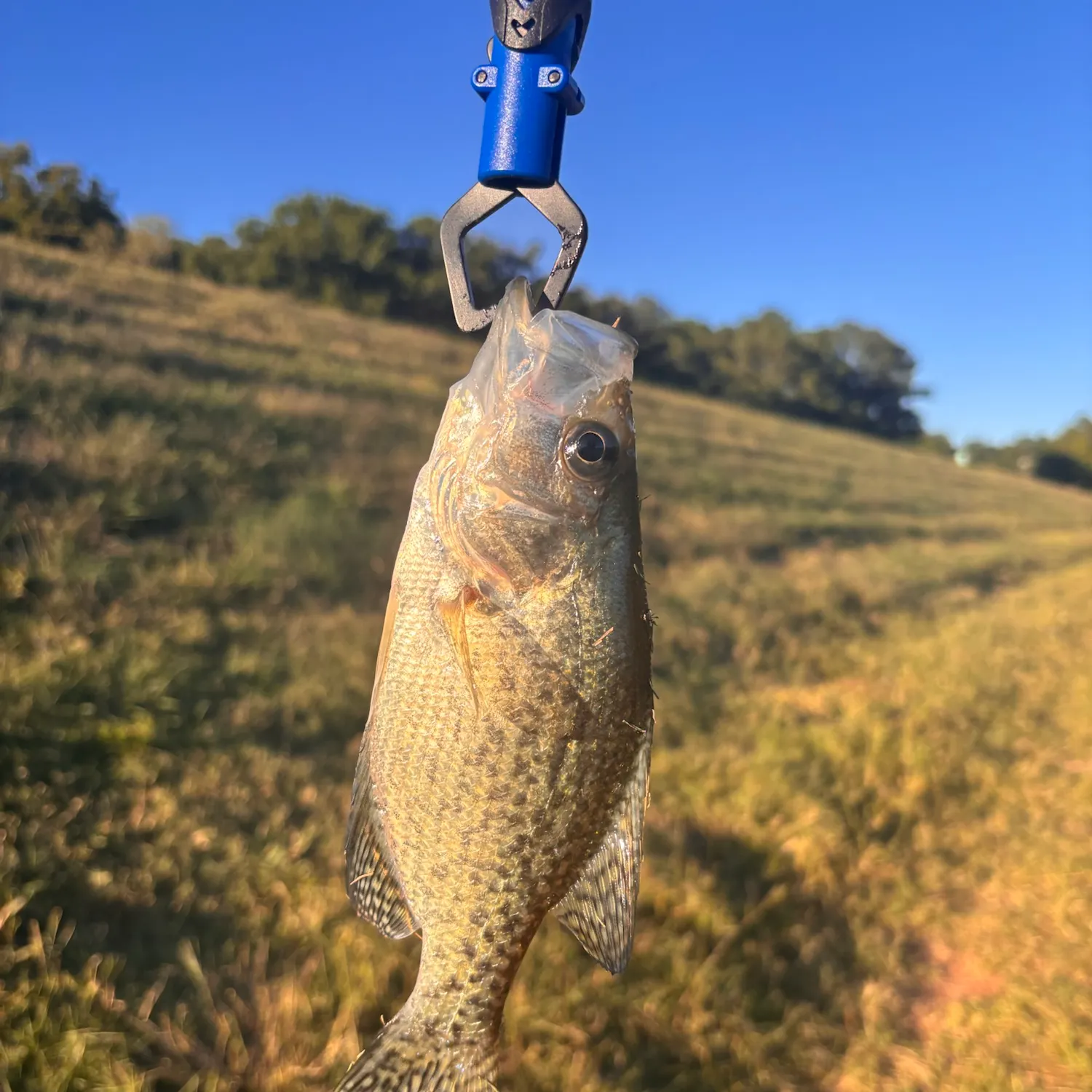 Black crappie caught on Fishbrain