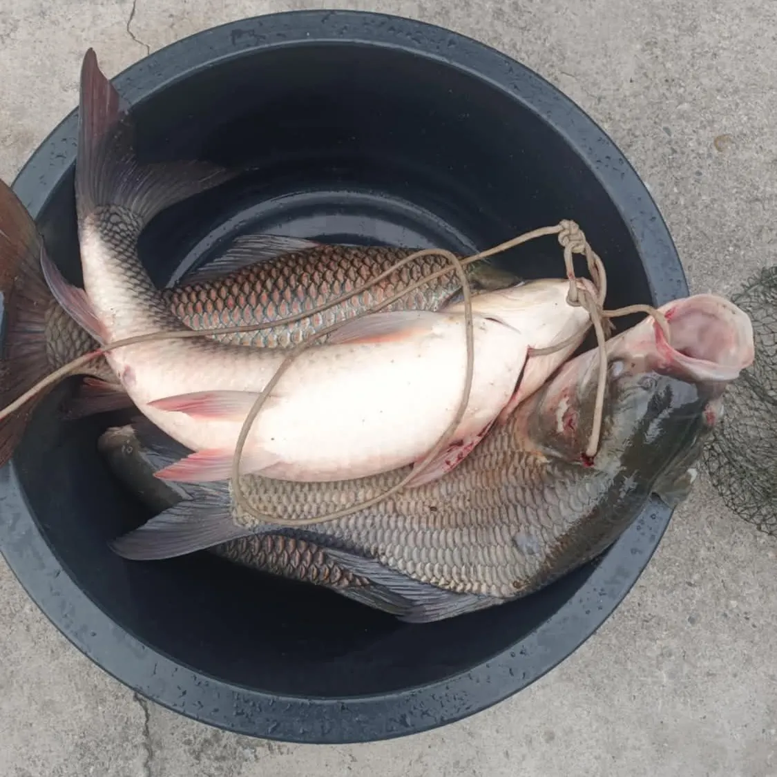 most liked catch image