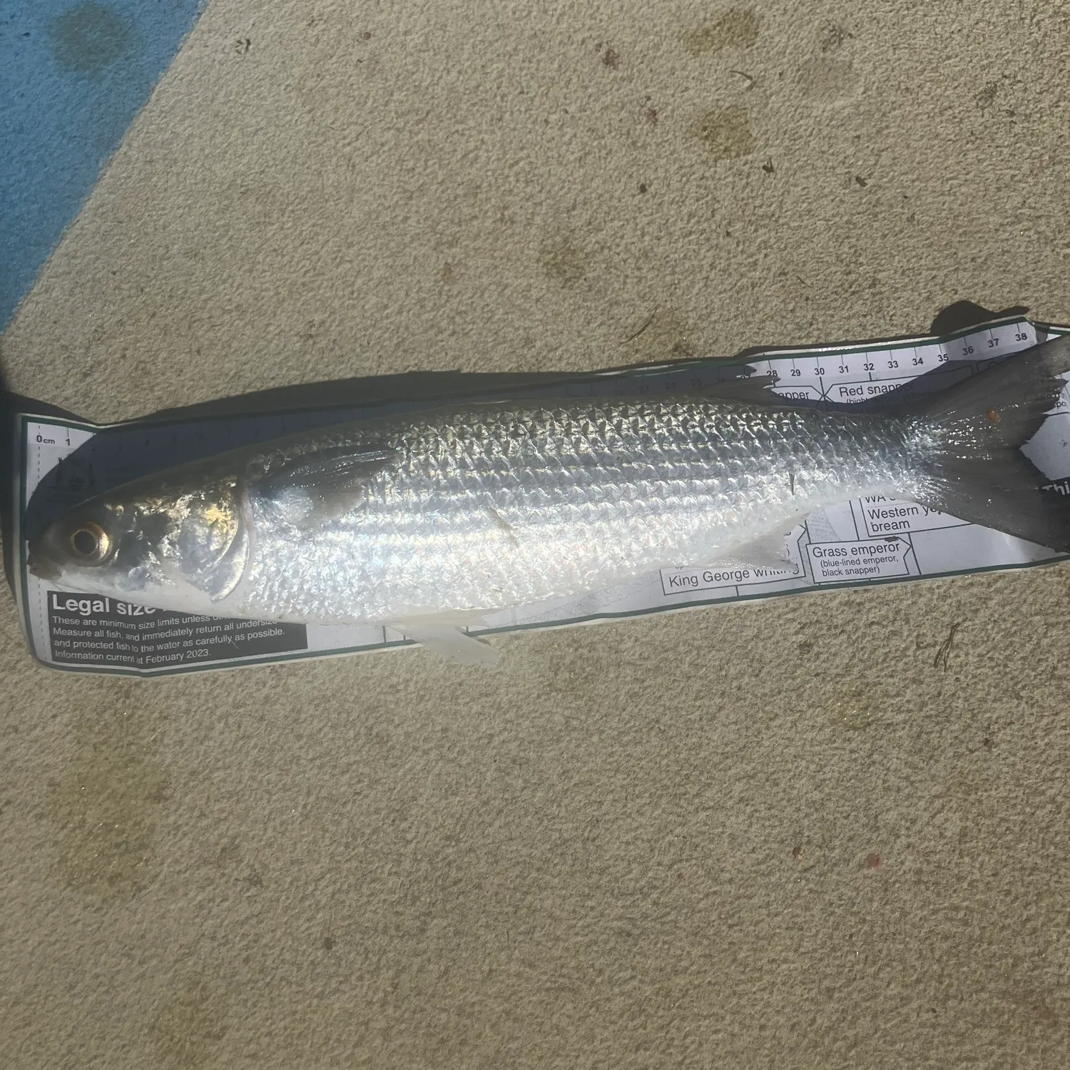recently logged catches