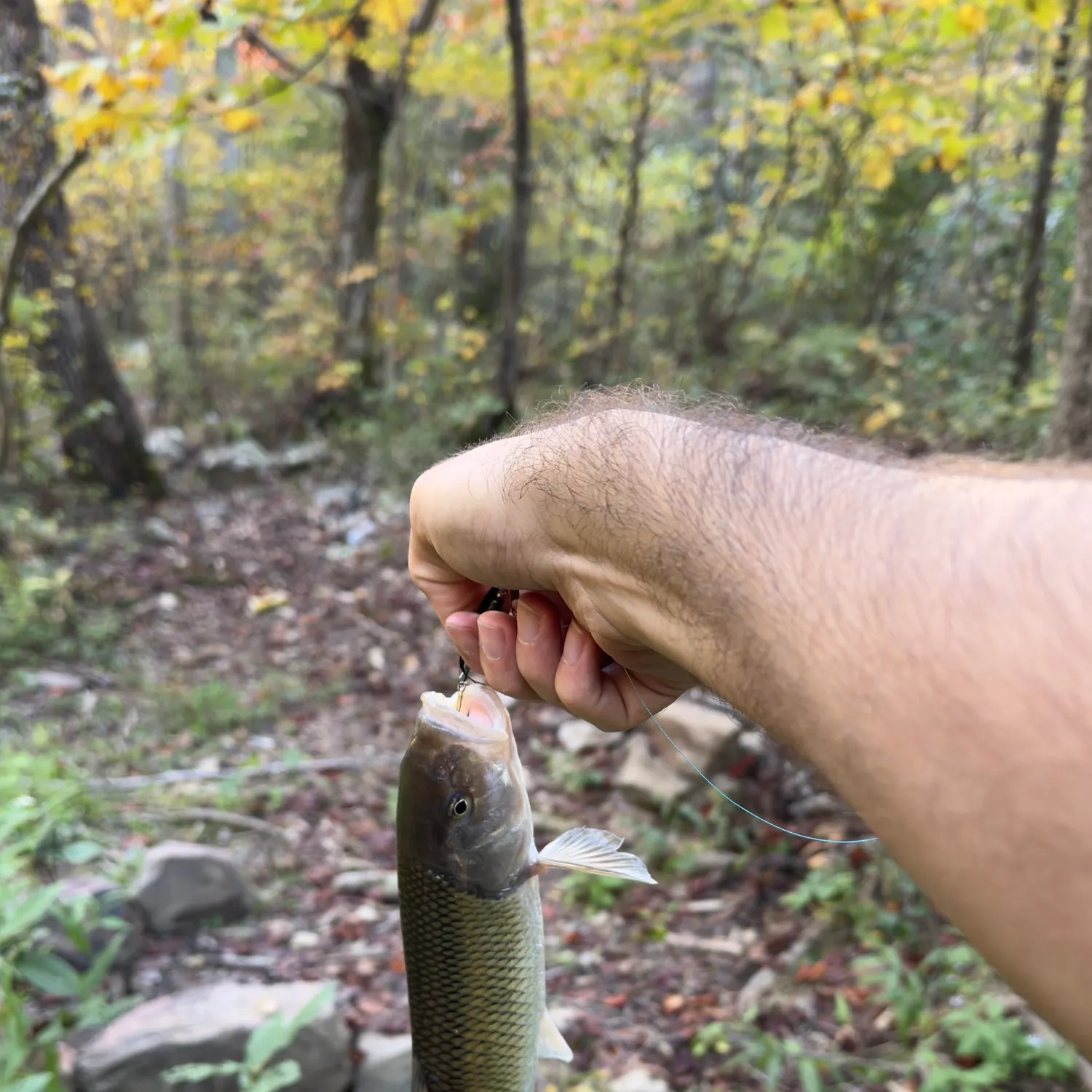 Fallfish caught on Fishbrain