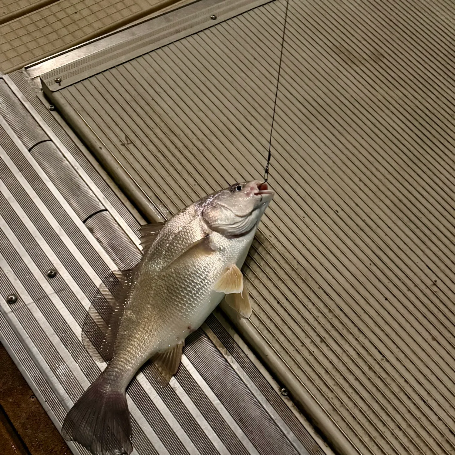 Freshwater drum caught on Fishbrain