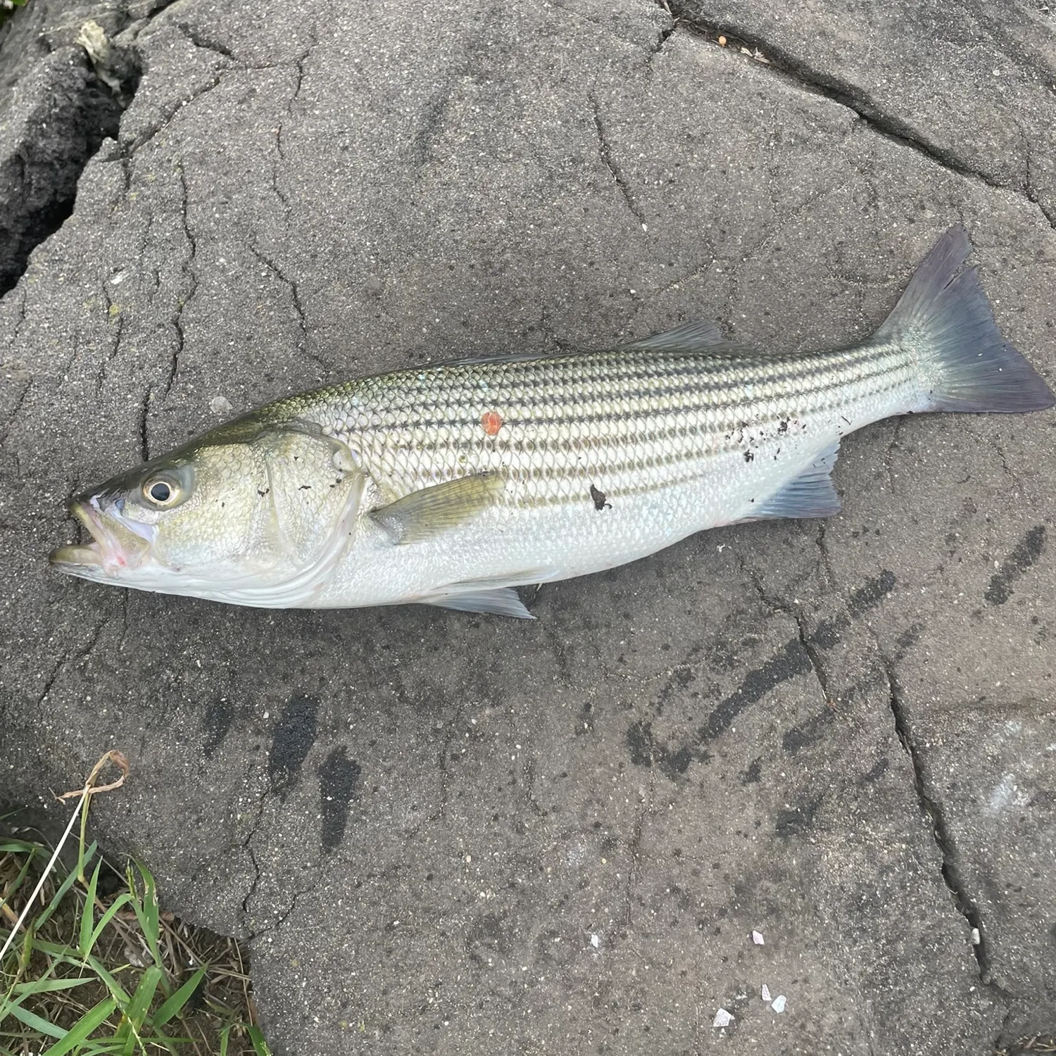 Striped bass caught on Fishbrain