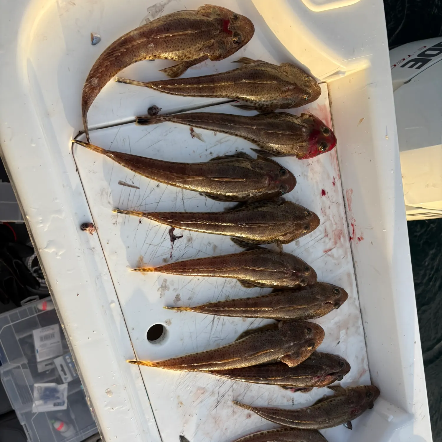 The most recent Sand flathead catches on Fishbrain