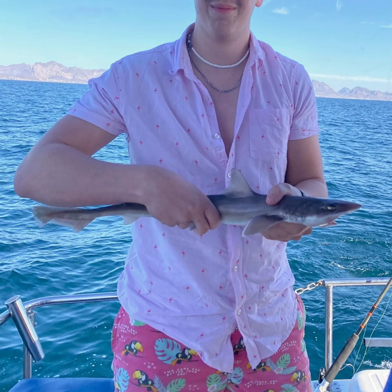 The most recent Tope shark catches on Fishbrain