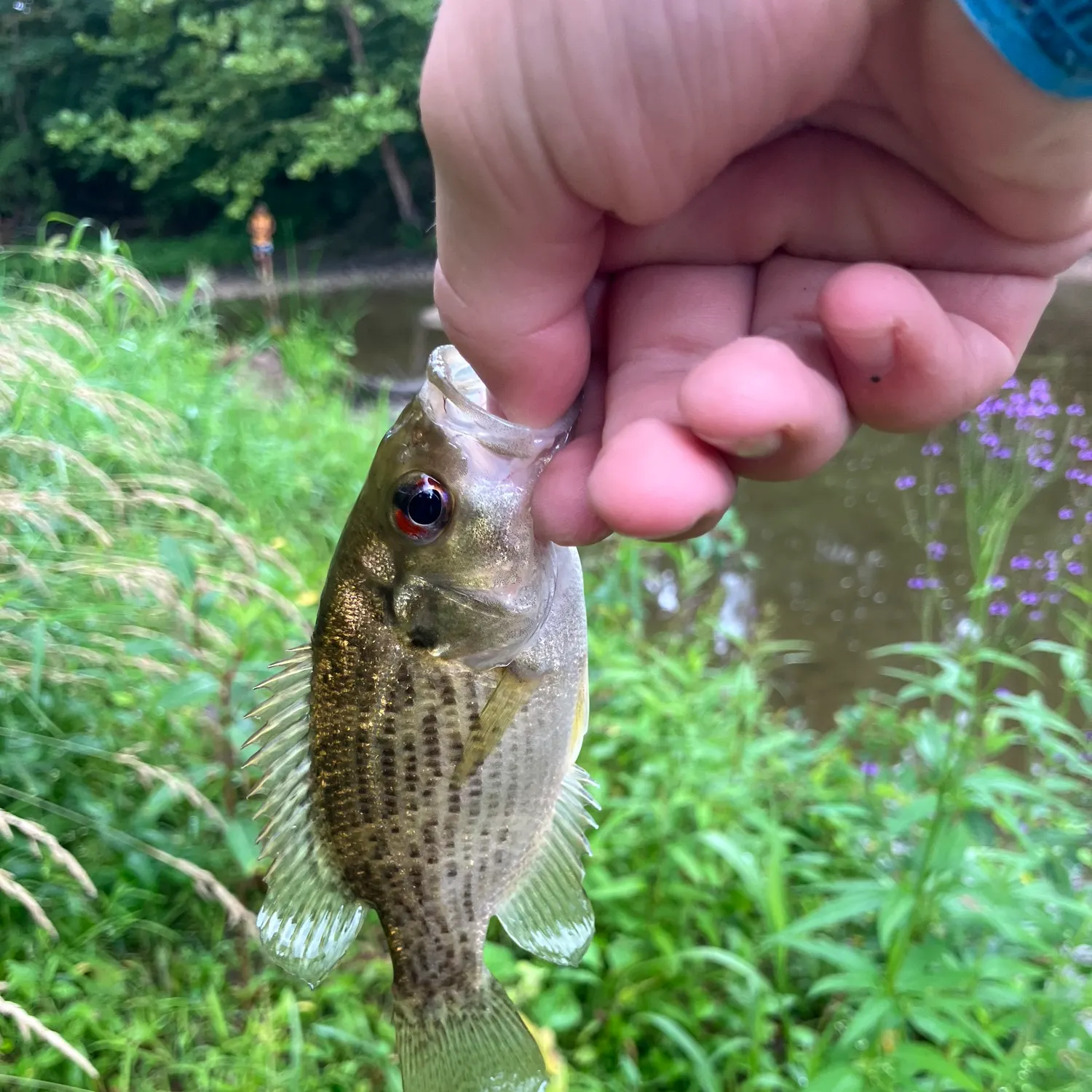 Rock bass caught on Fishbrain