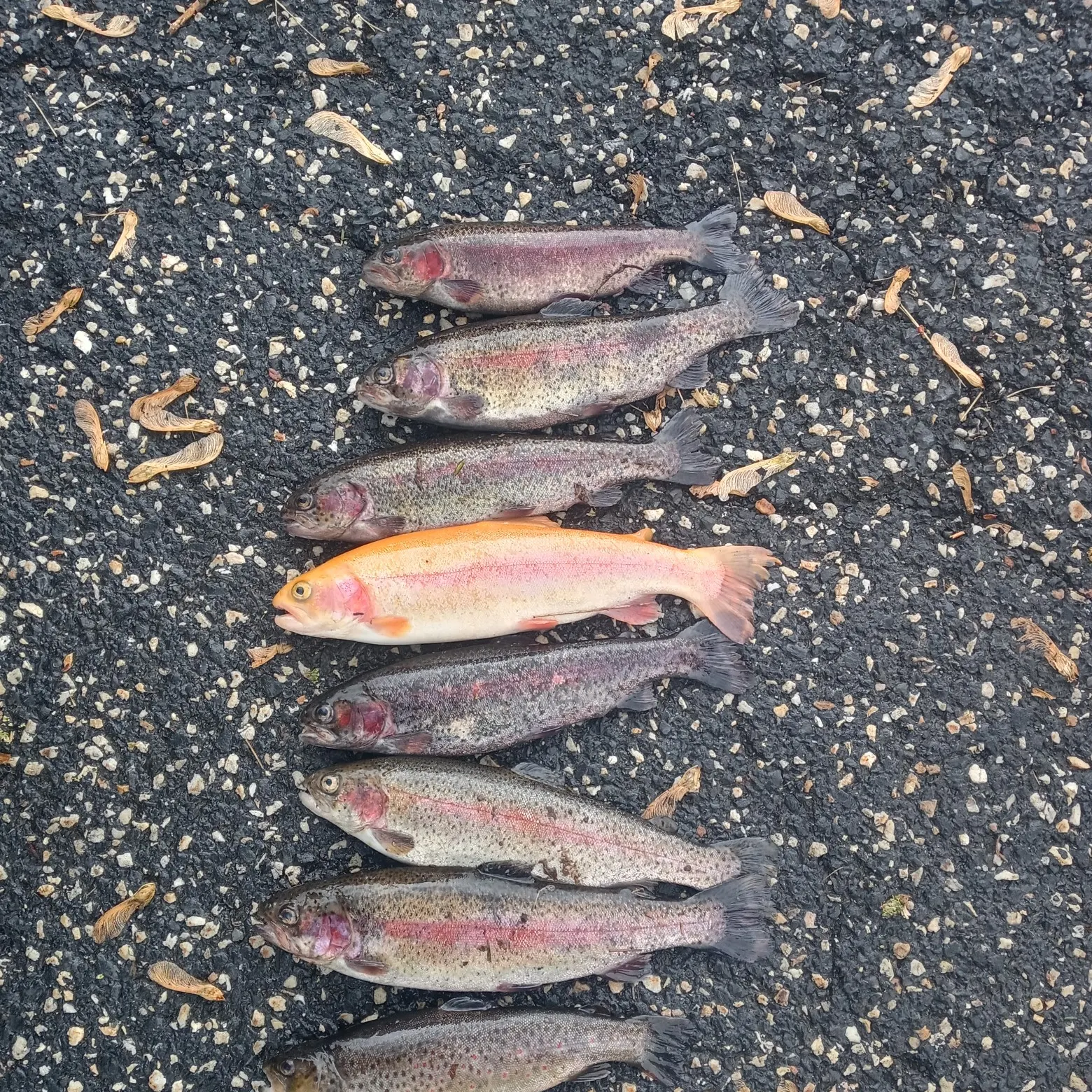 recently logged catches