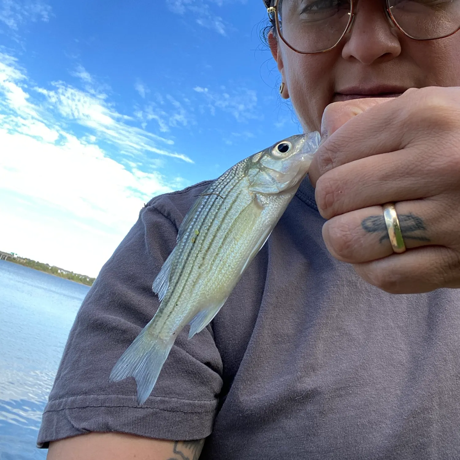 Yellow bass caught on Fishbrain
