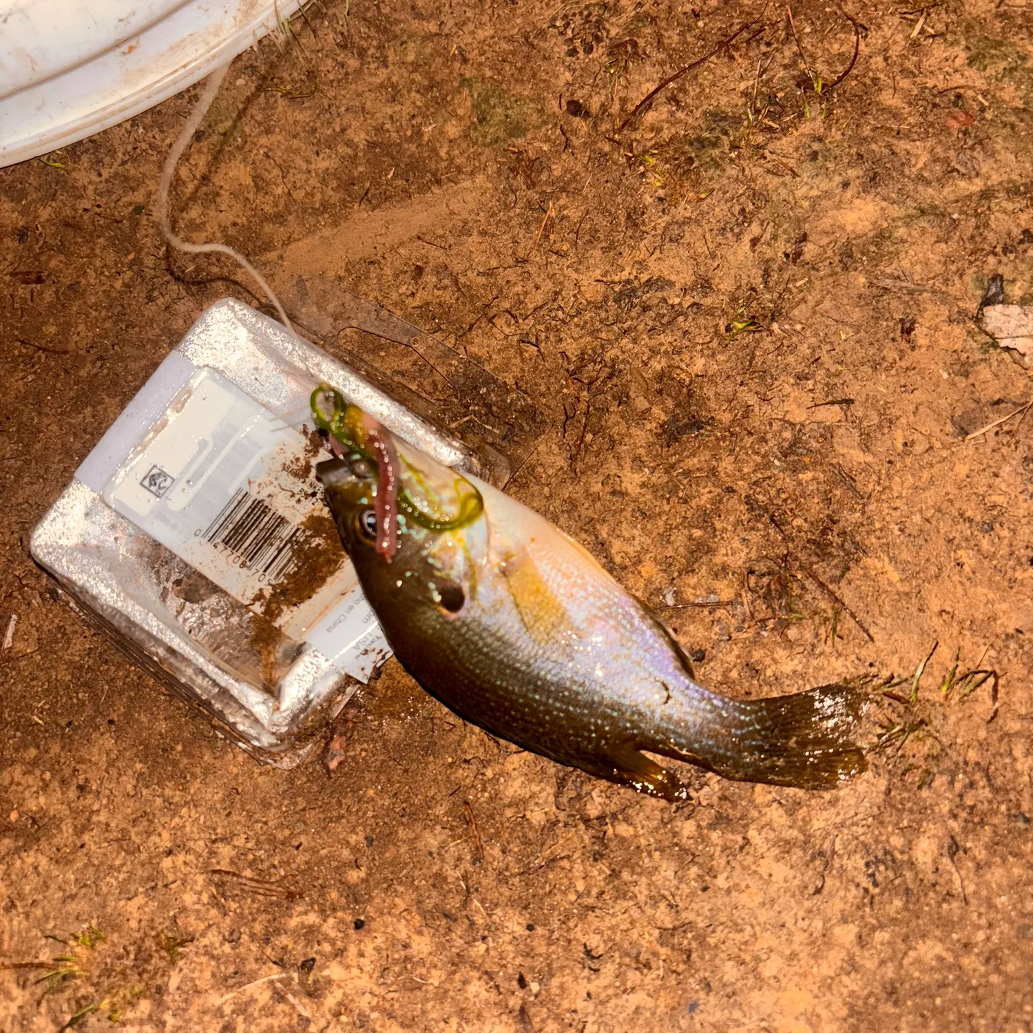 Green sunfish caught on Fishbrain