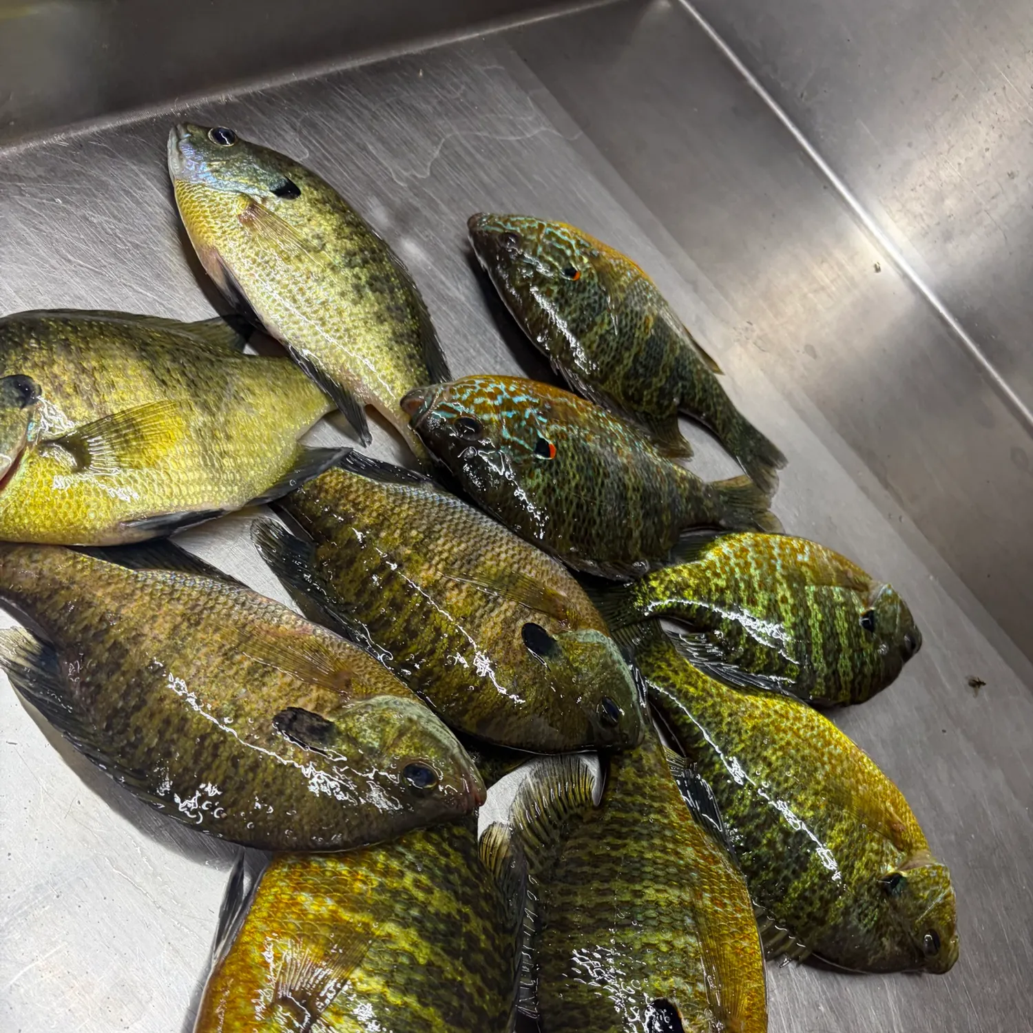 Pumpkinseed caught on Fishbrain