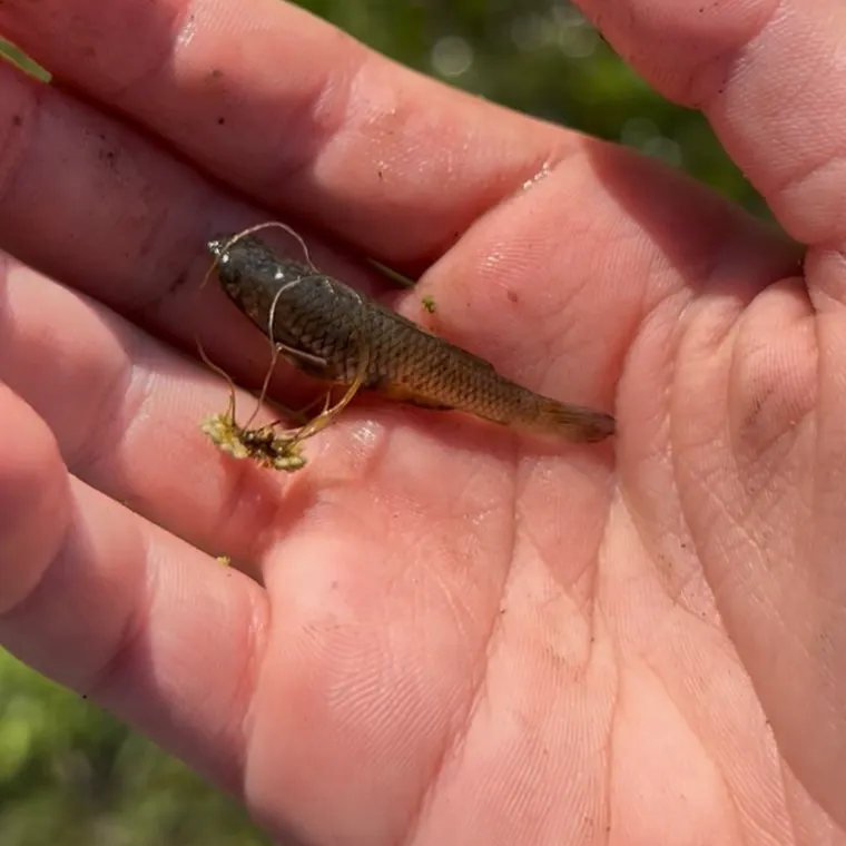 The most recent Eastern silvery minnow catches on Fishbrain