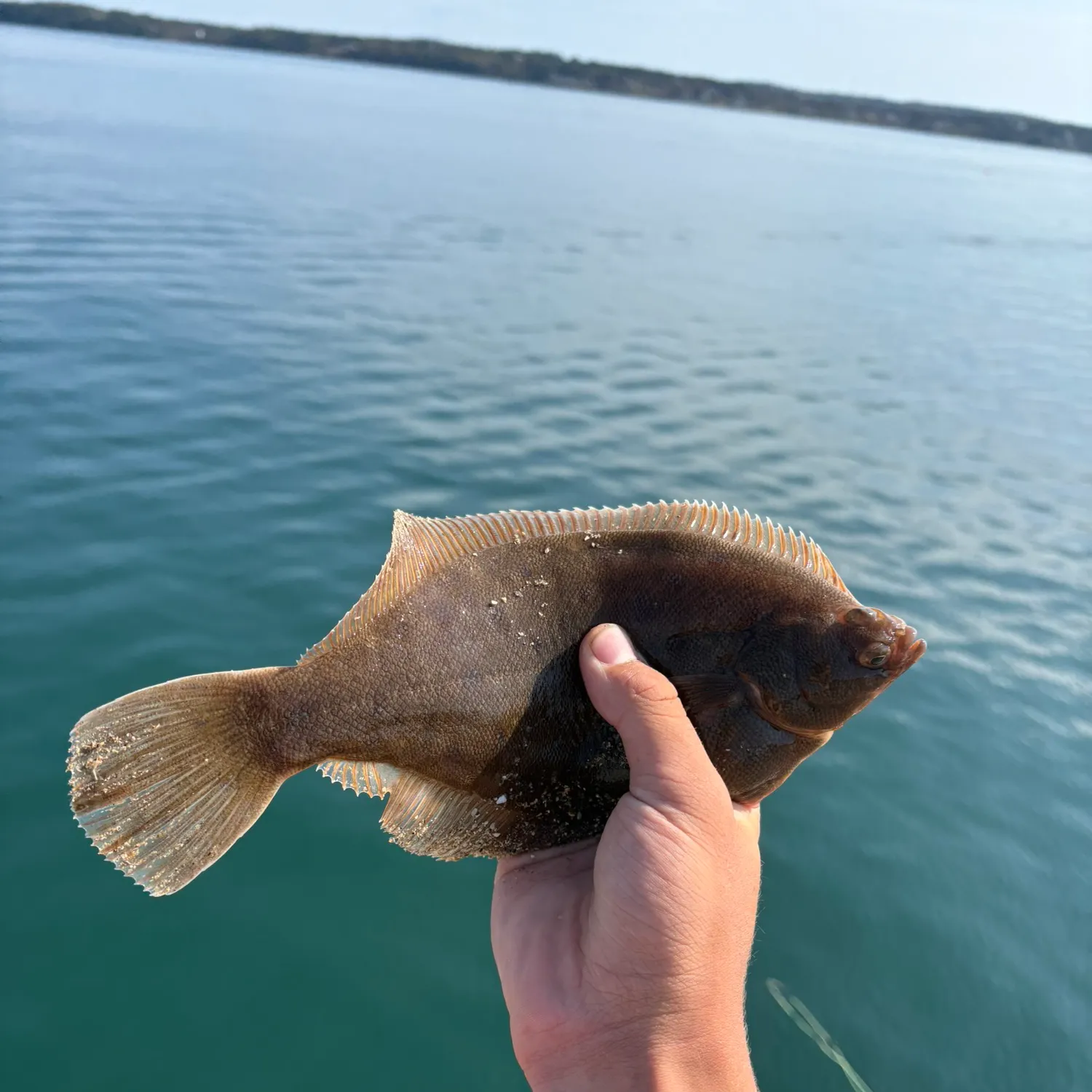 The most recent Winter flounder catches on Fishbrain