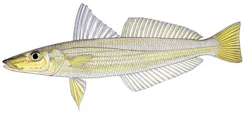 Japanese whiting