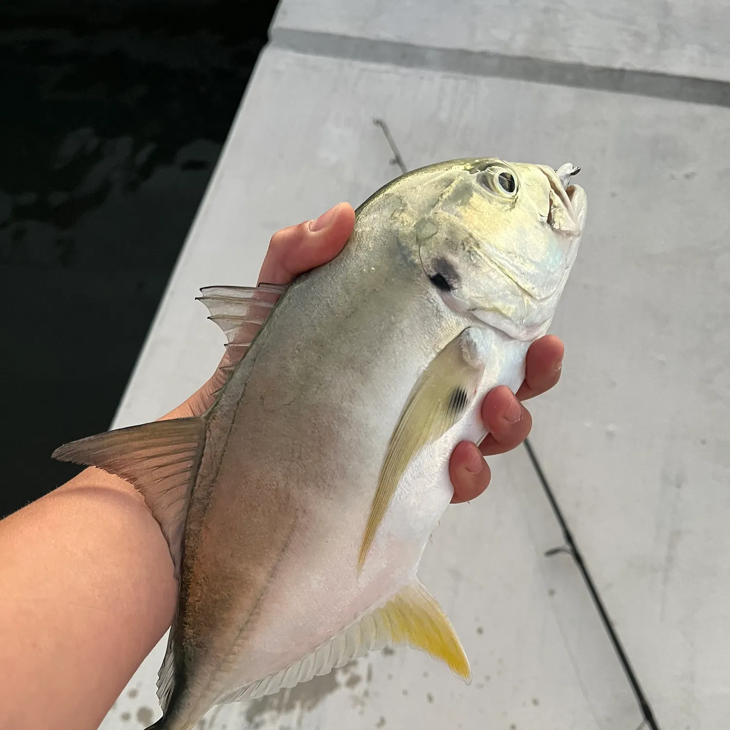 The most recent Crevalle jack catches on Fishbrain