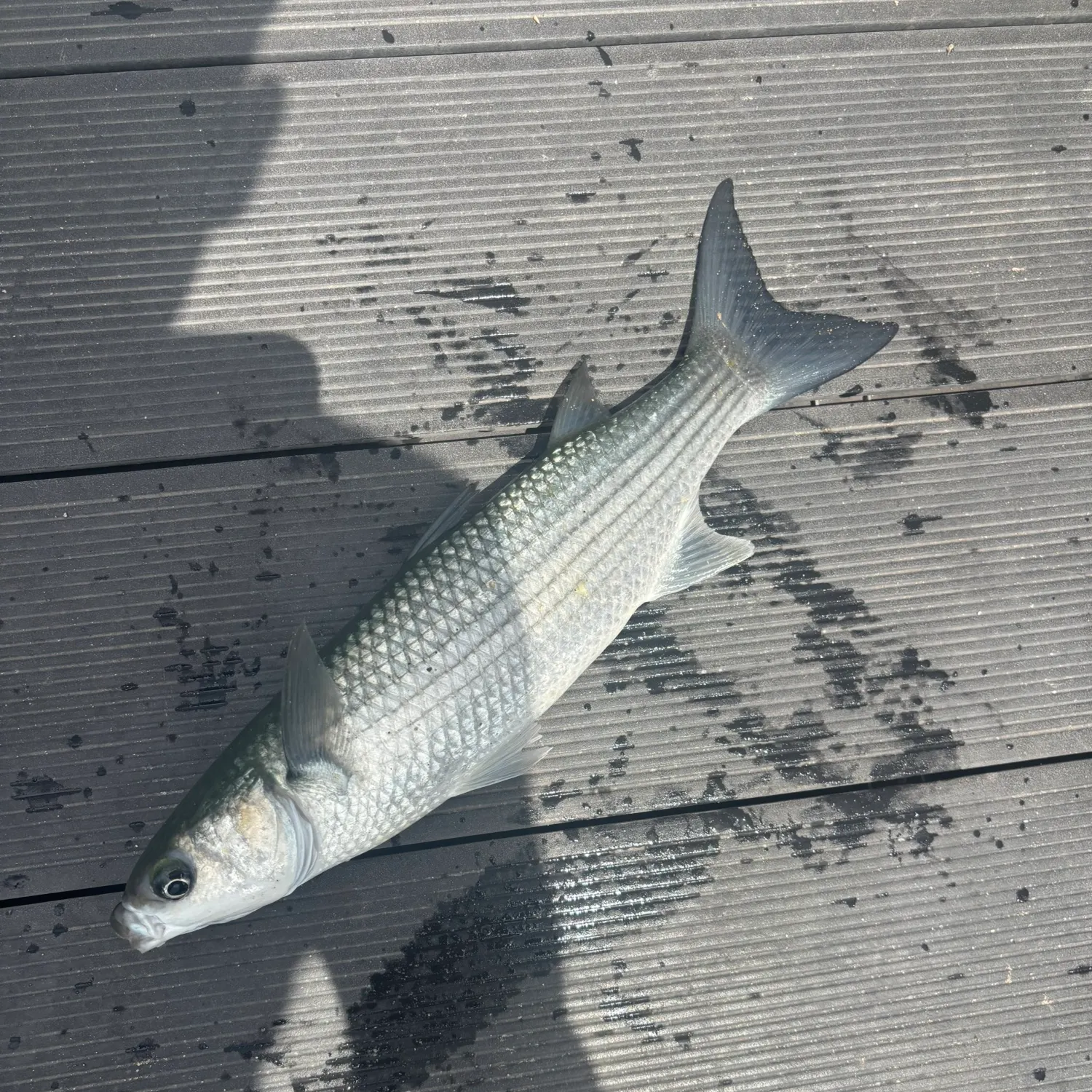 Striped mullet caught on Fishbrain