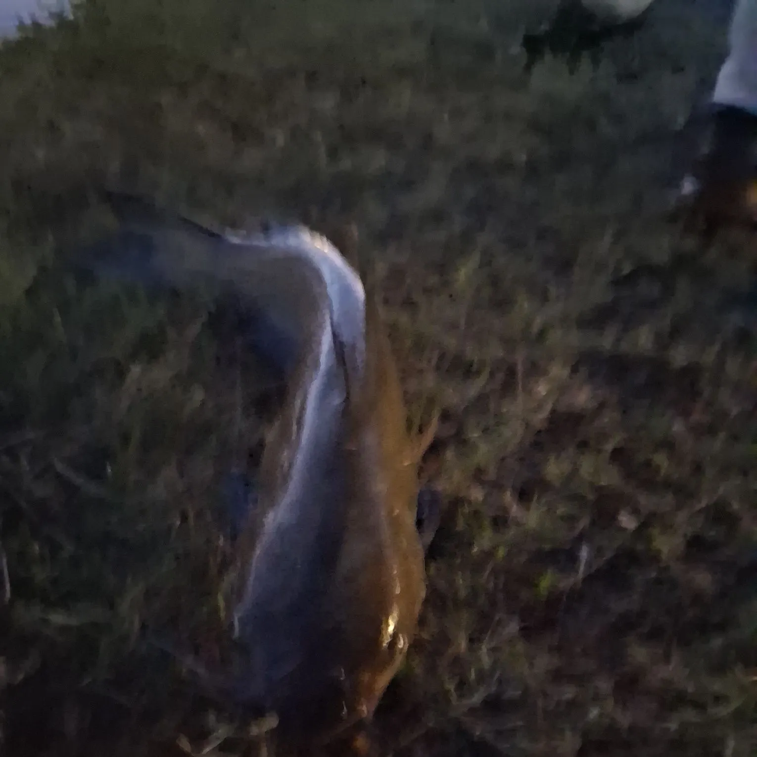 American eel caught on Fishbrain