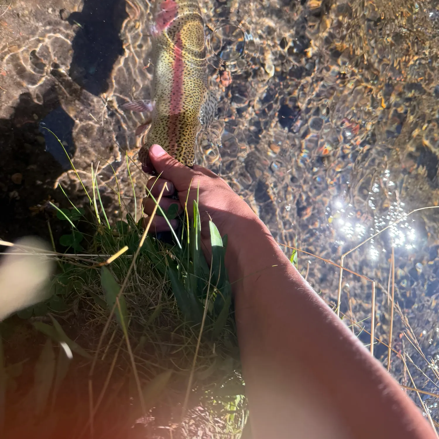 Rainbow trout caught on Fishbrain