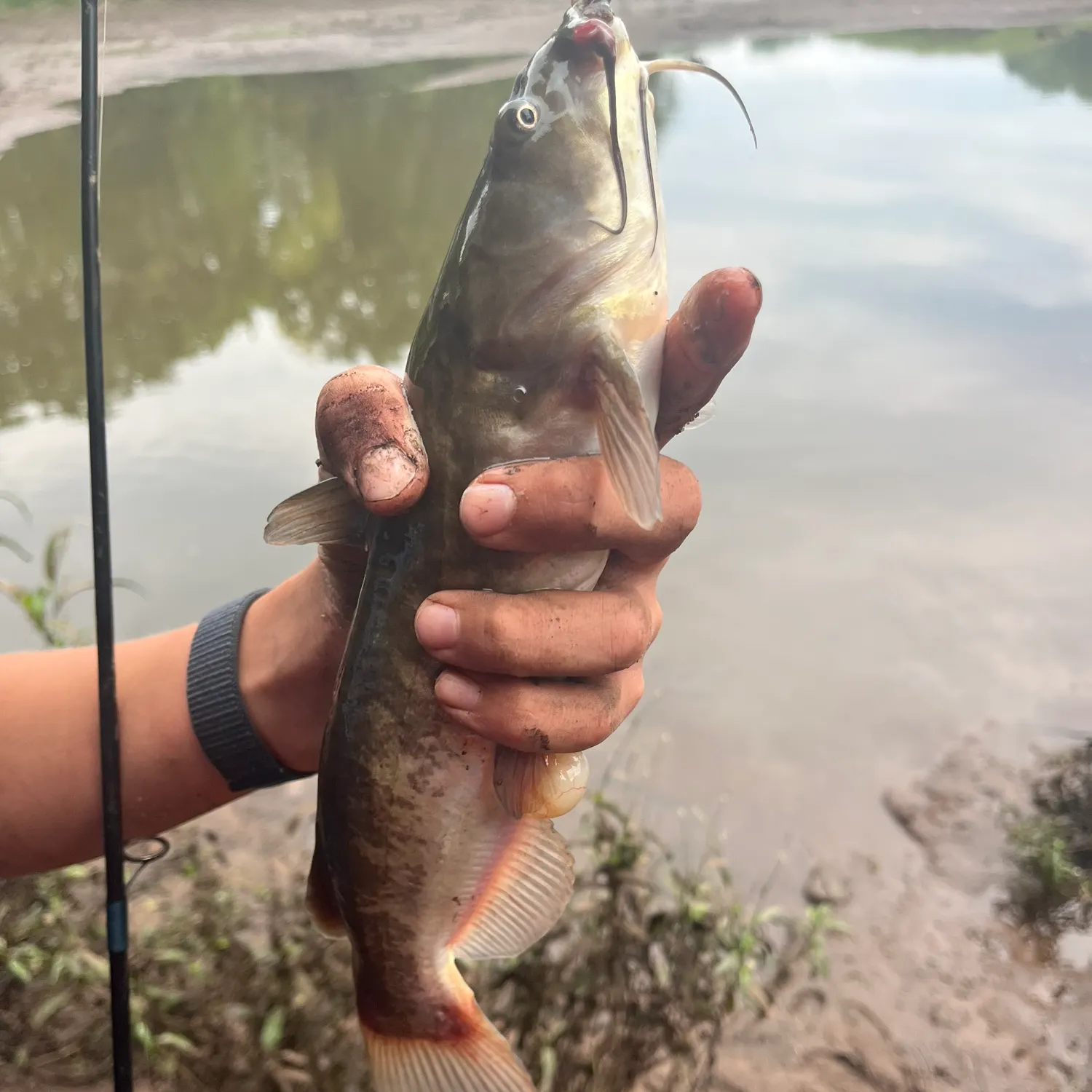 Black bullhead caught on Fishbrain