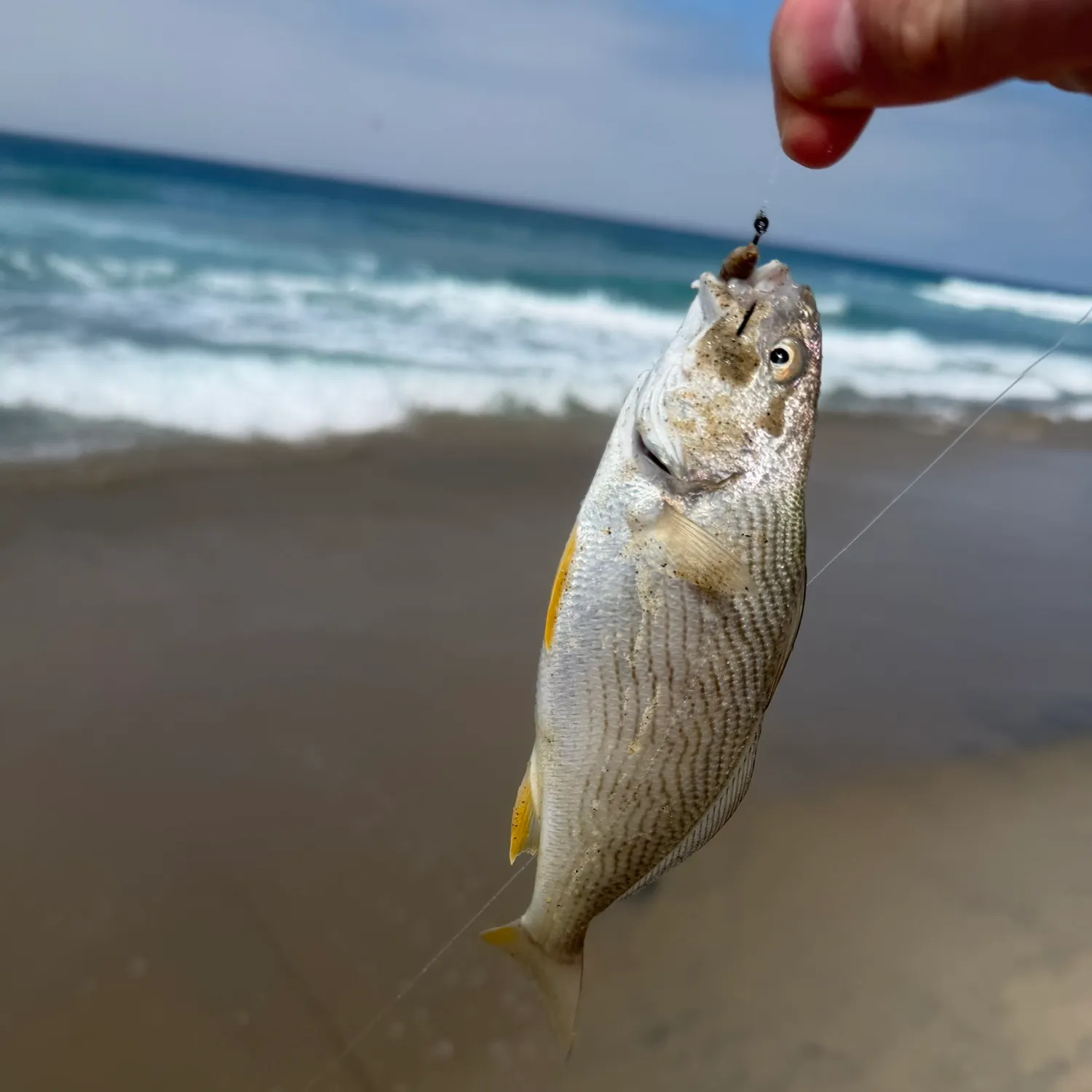 Yellowfin croaker caught on Fishbrain