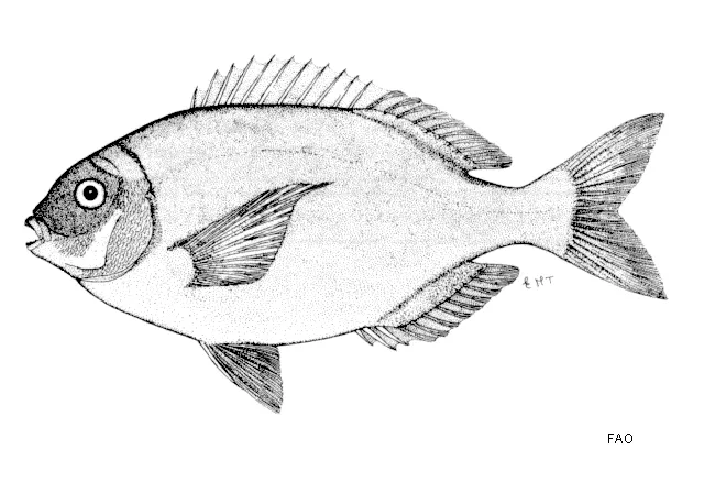 Bronze seabream