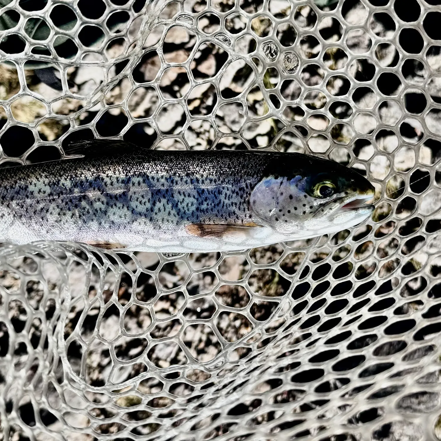 Rainbow trout caught on Fishbrain