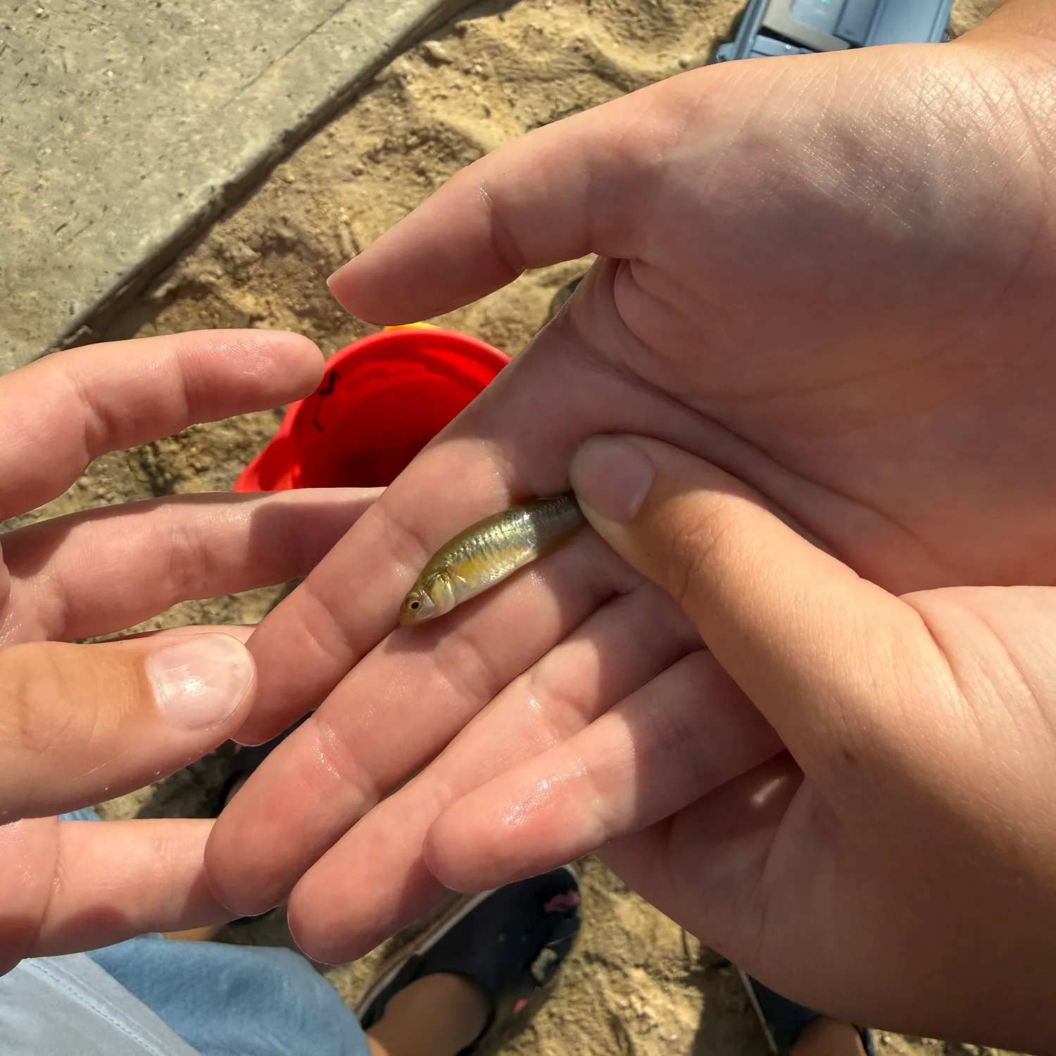 The most recent Striped killifish catches on Fishbrain